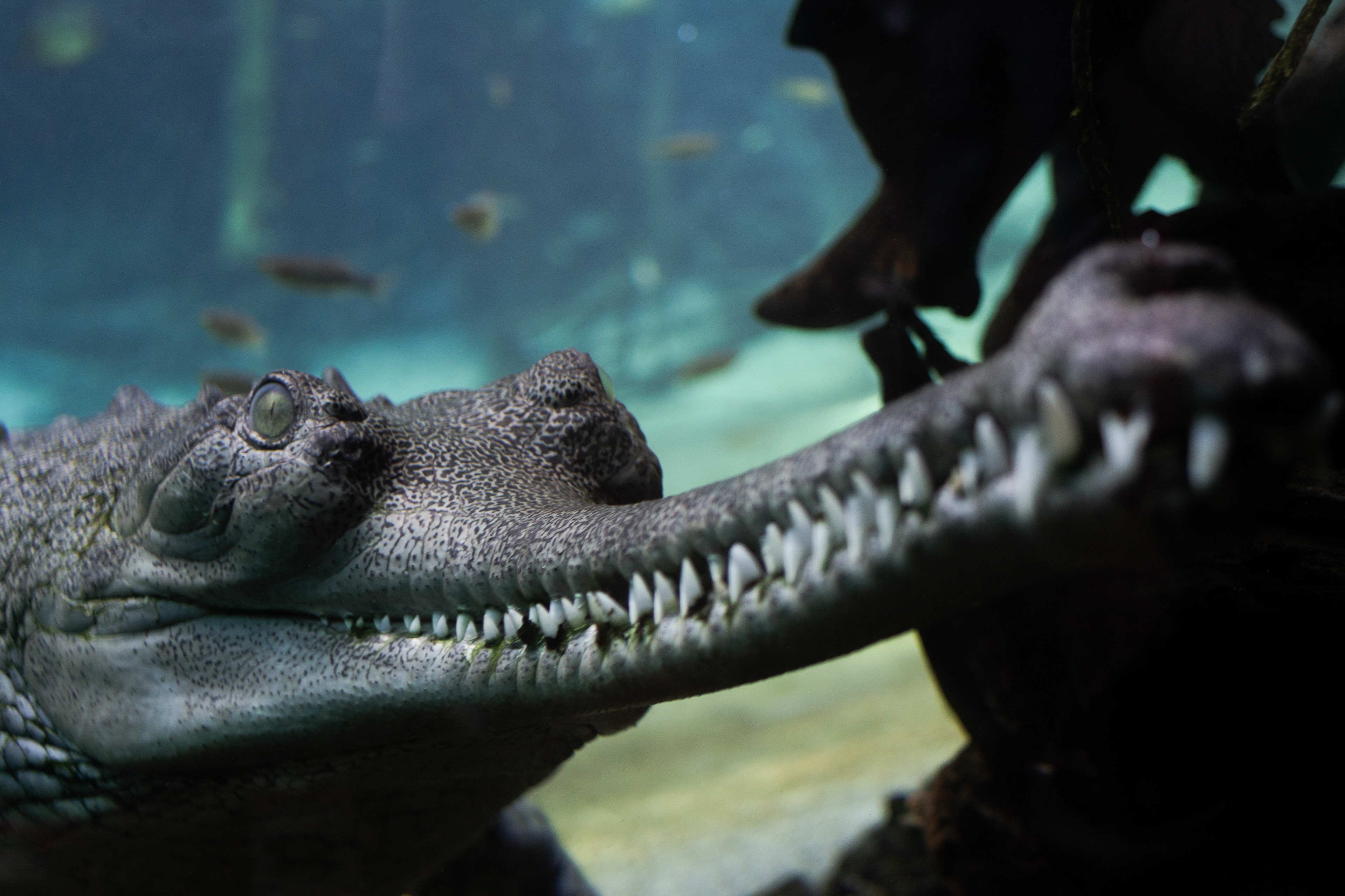 Gharial