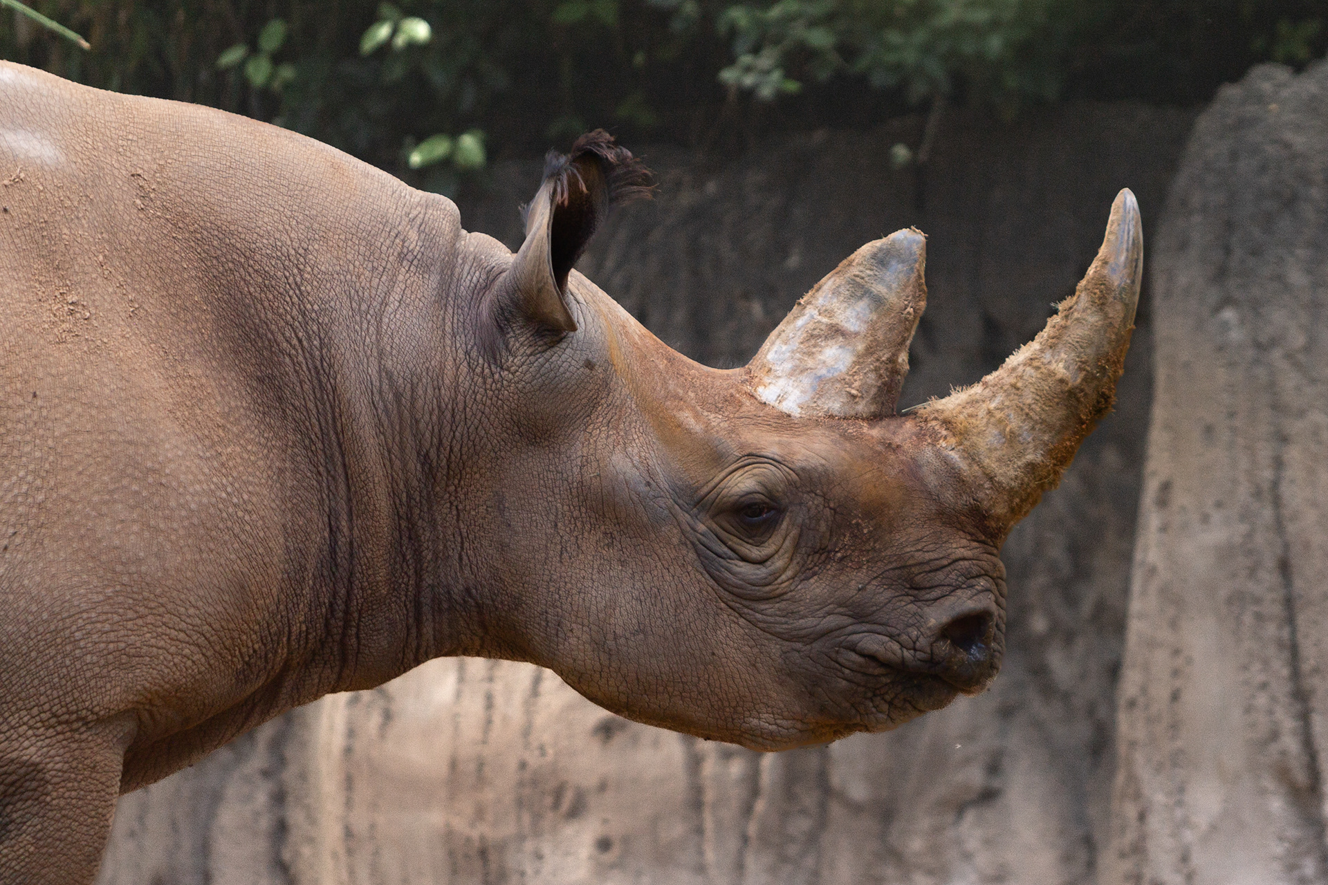 Black Rhinoceros