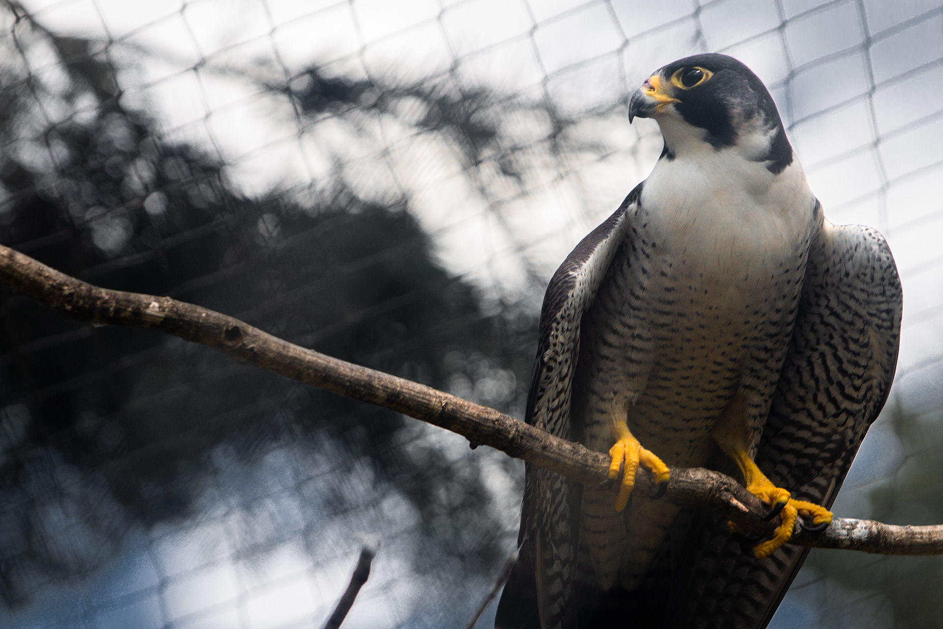 Peregrine Falcon