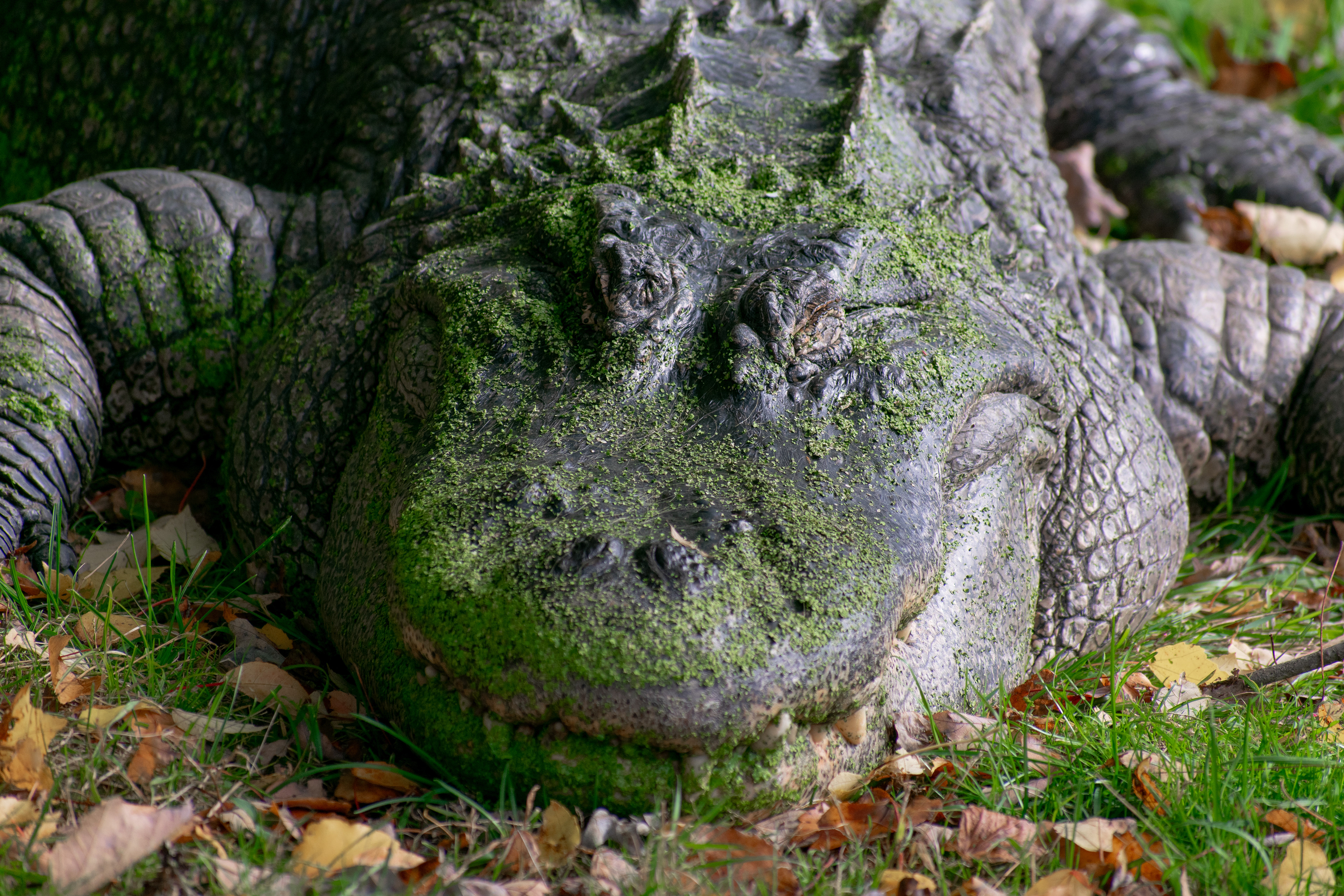 American Alligator