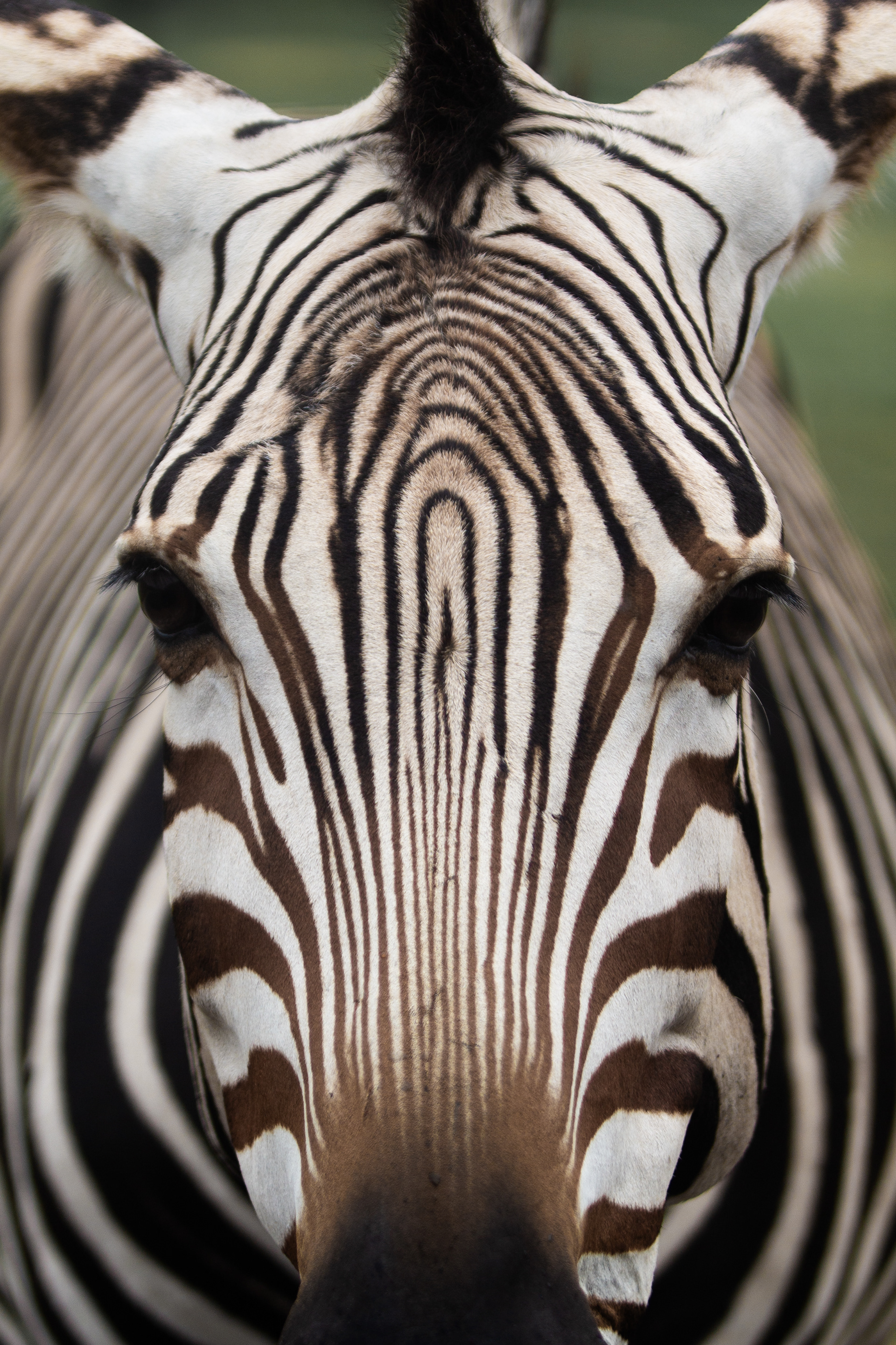 Plains Zebra