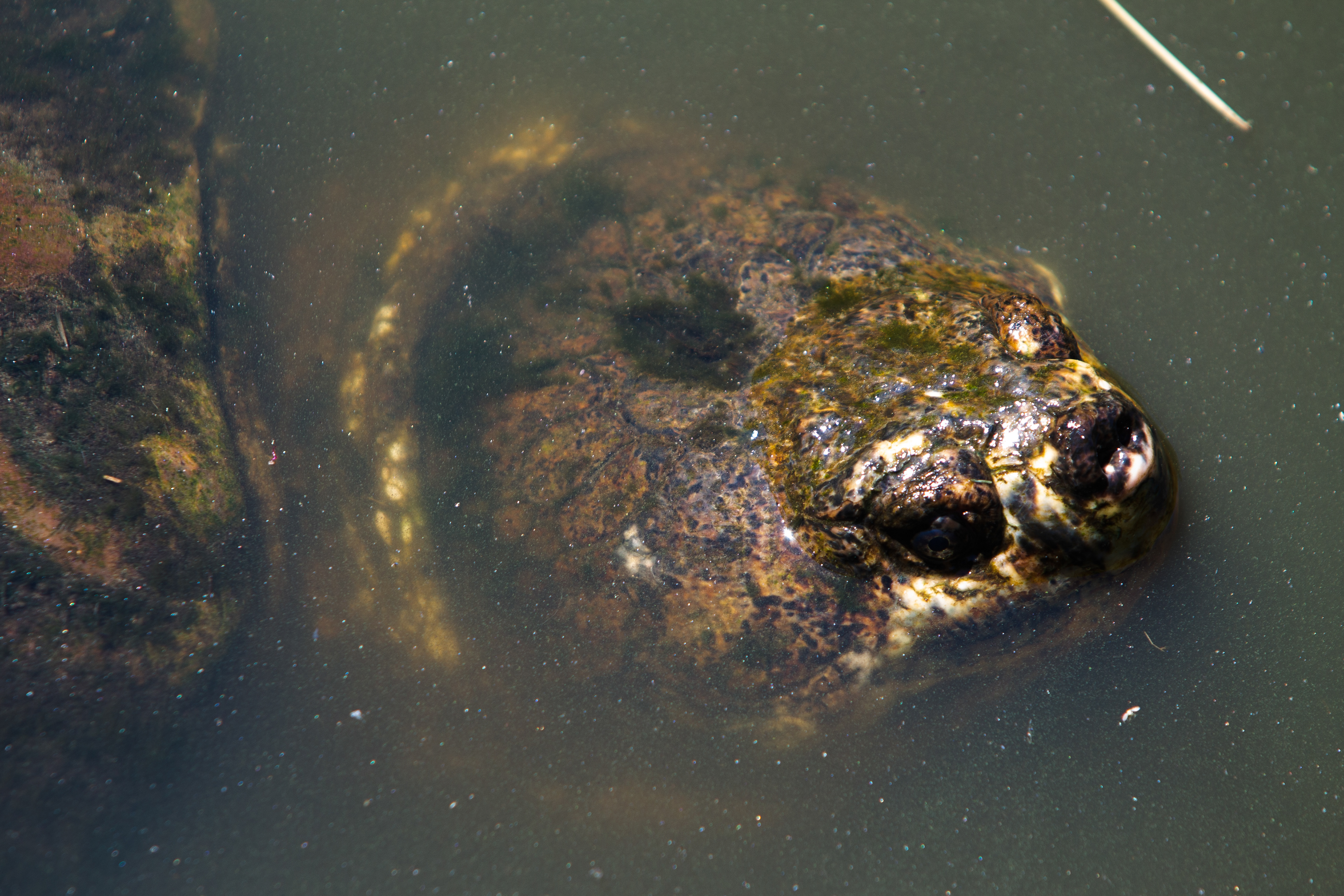 Common Snapping Turtle