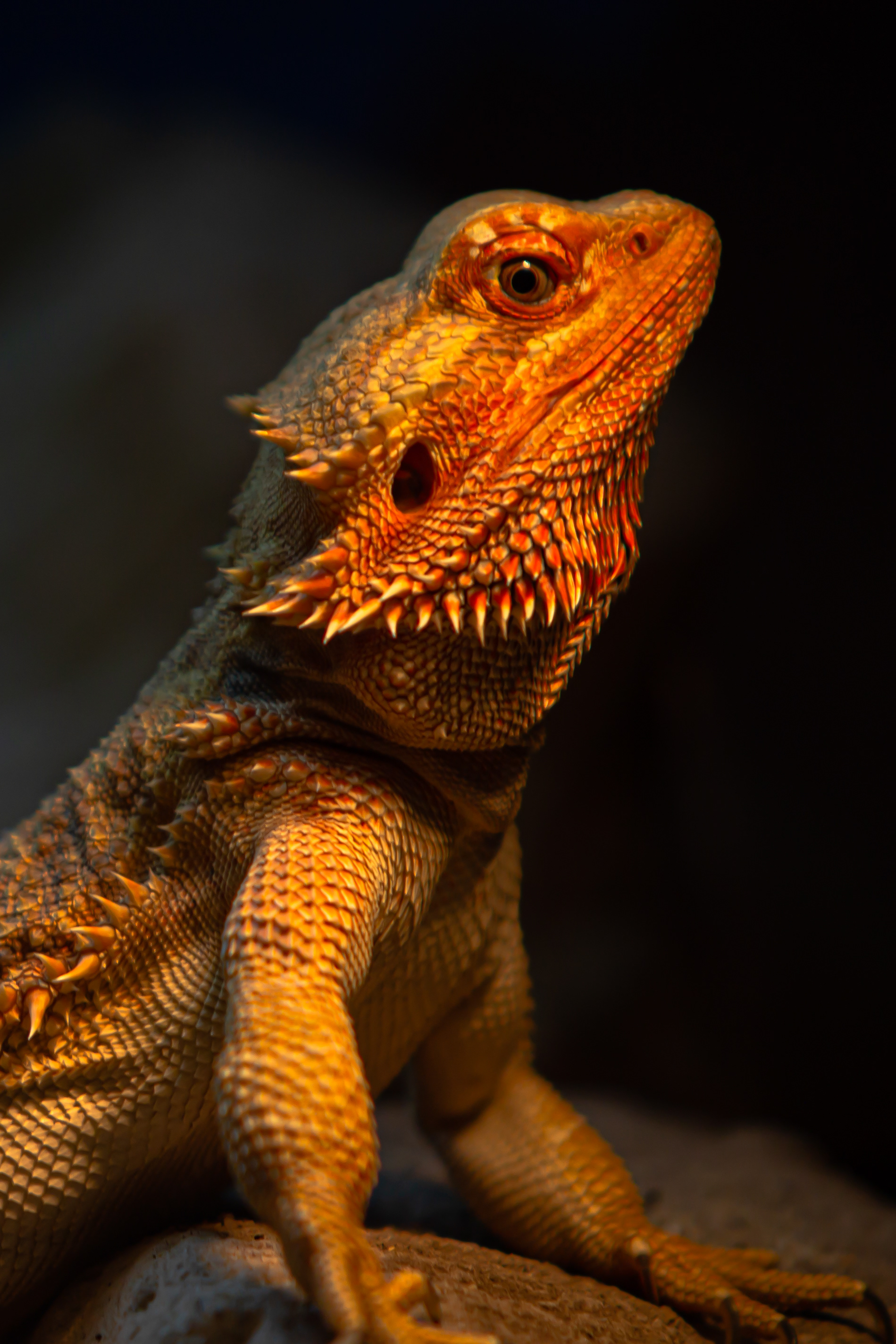 Bearded Dragon