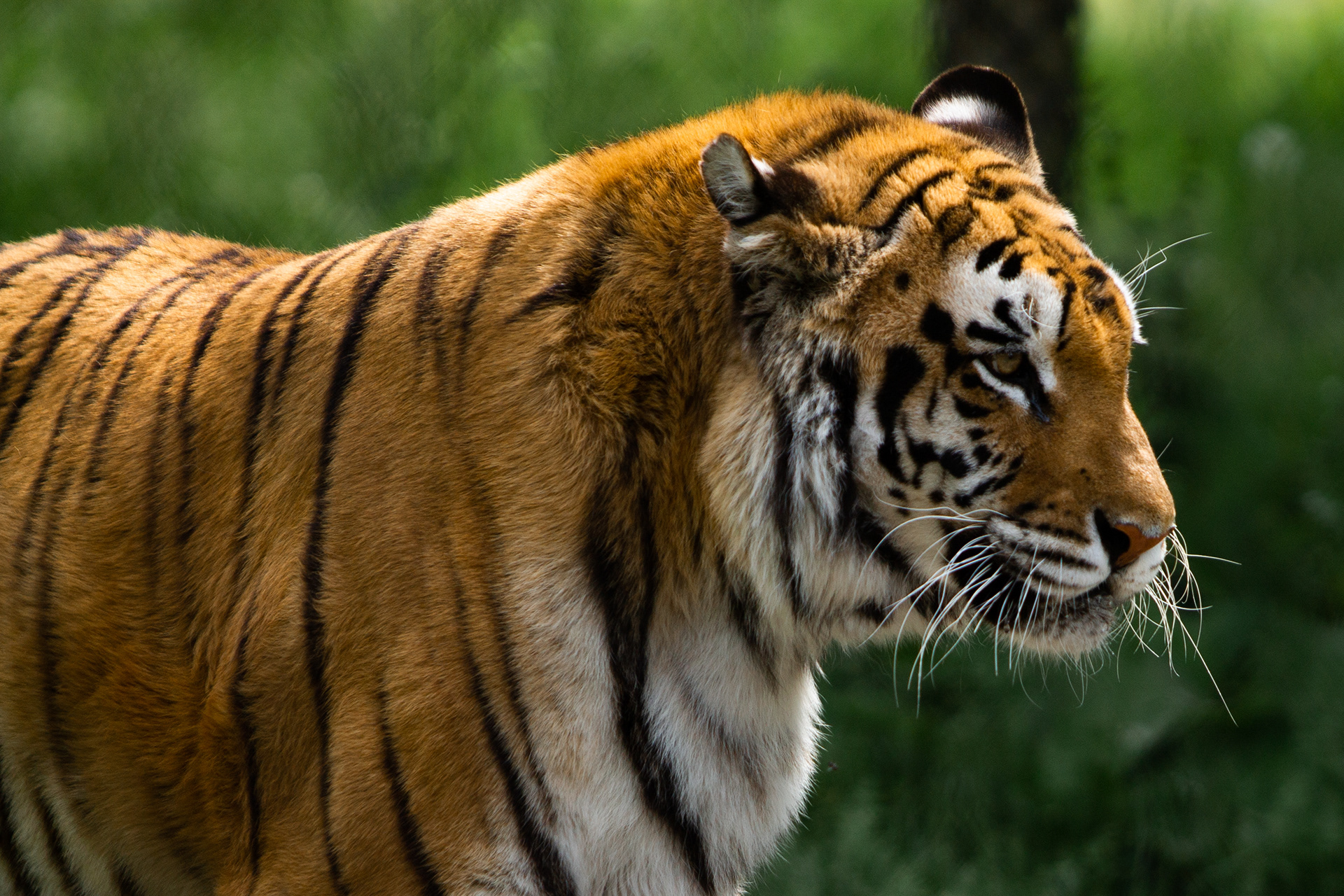 Bengal Tiger