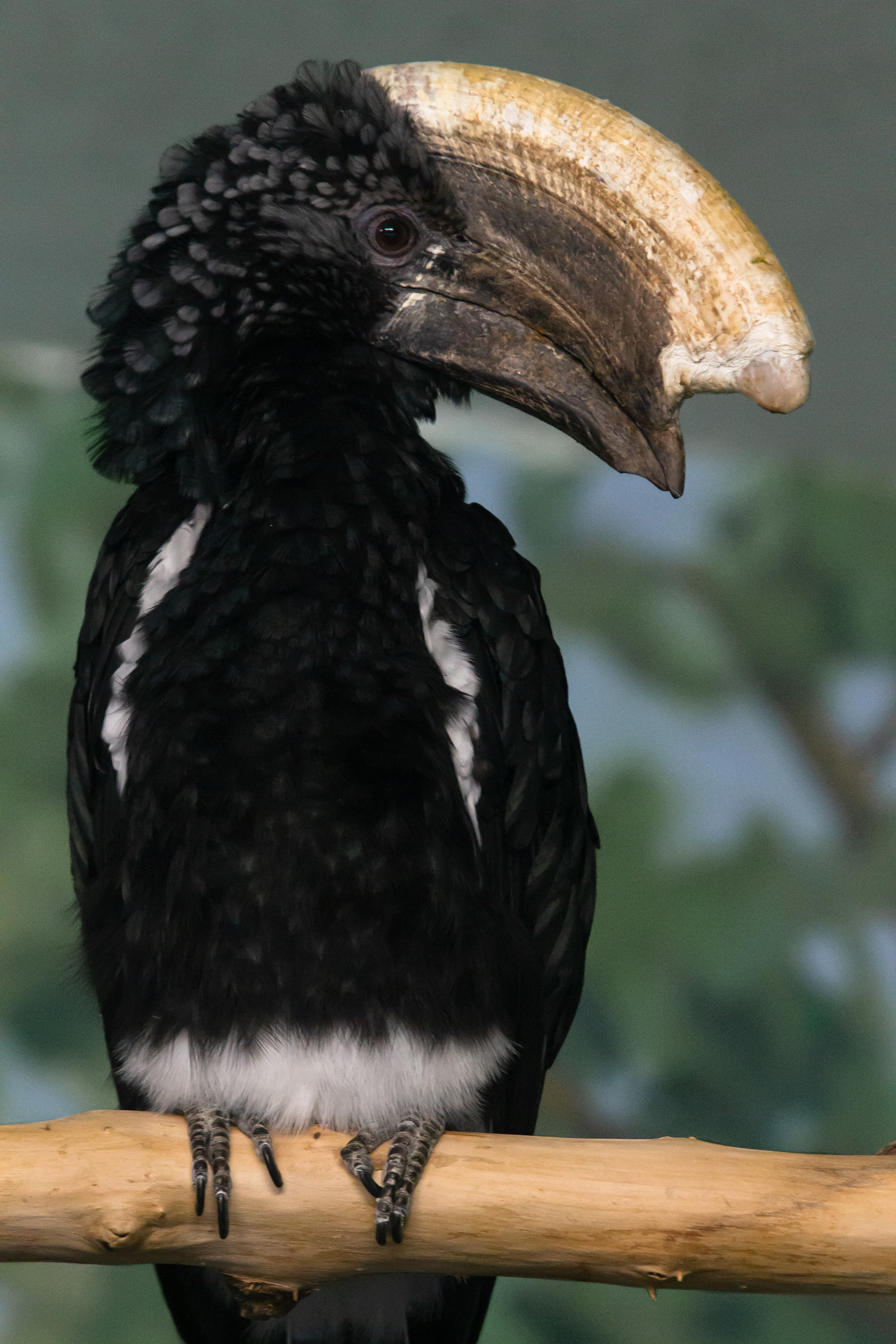 Black-and-White-Casqued Hornbill