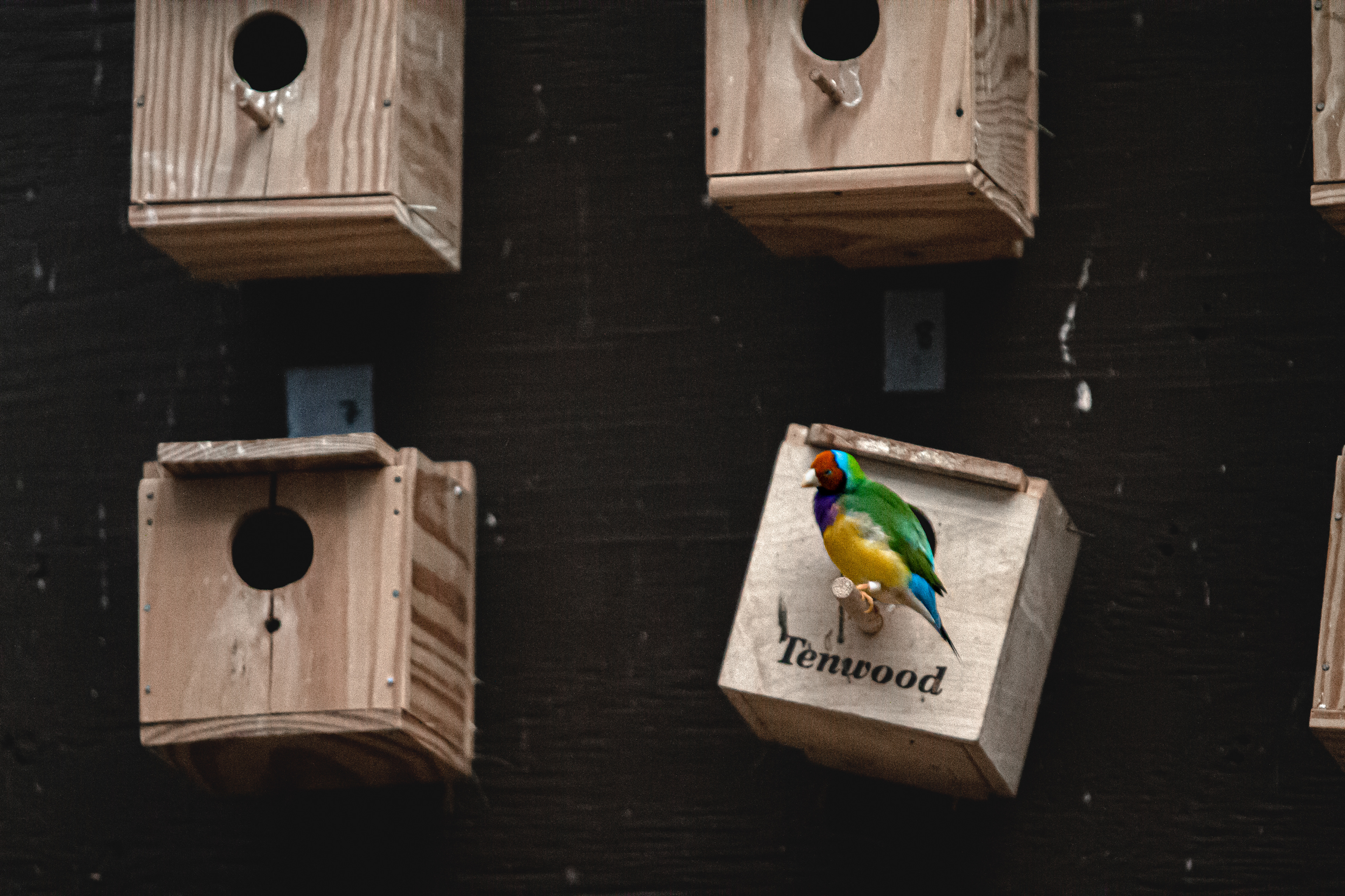 Gouldian Finch