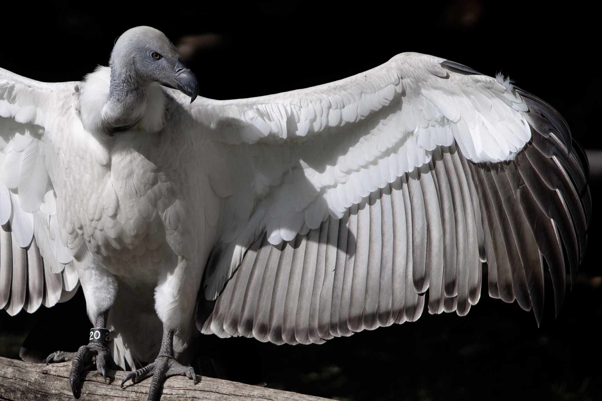 Griffon Vulture