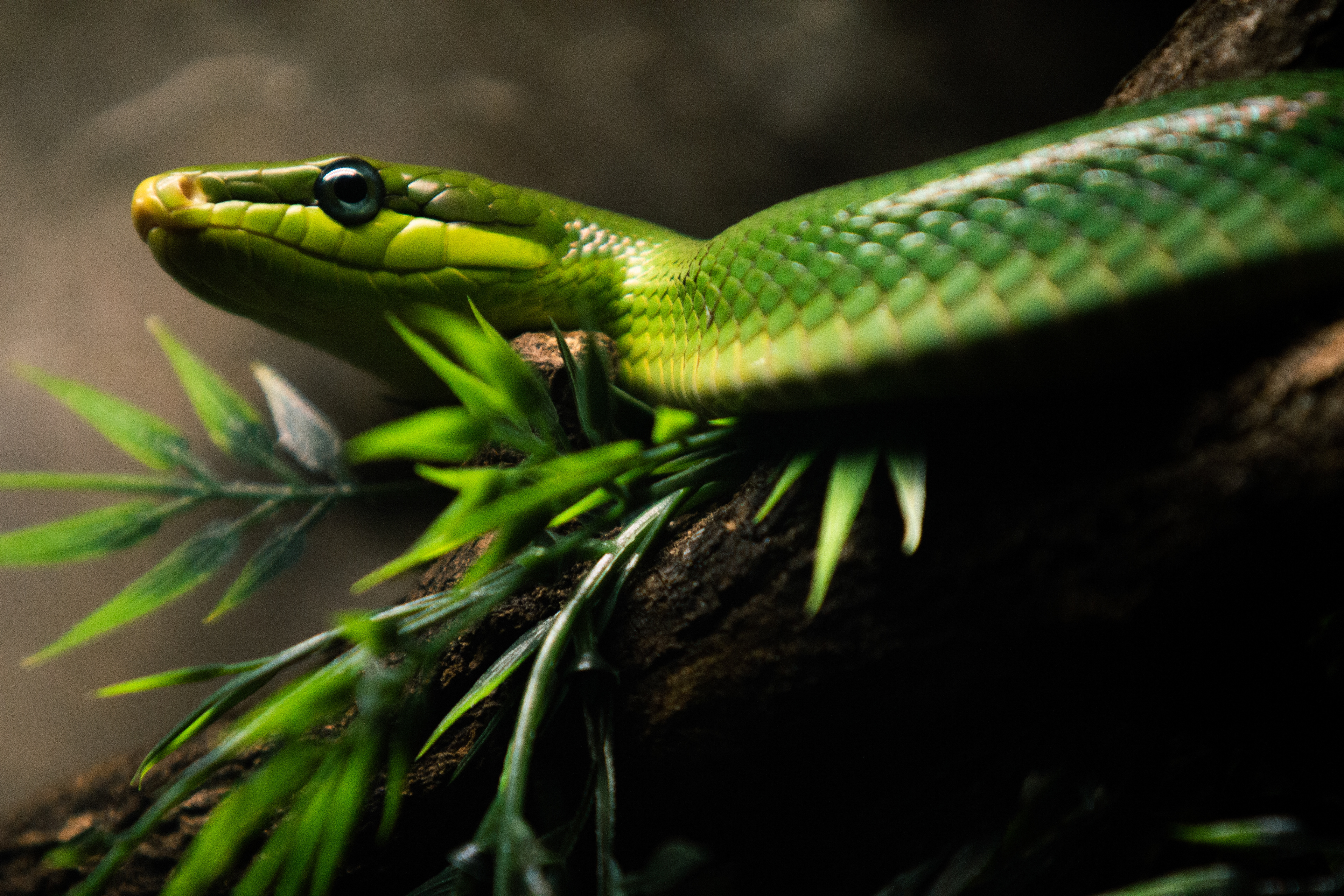 Red-Tailed Ratsnake