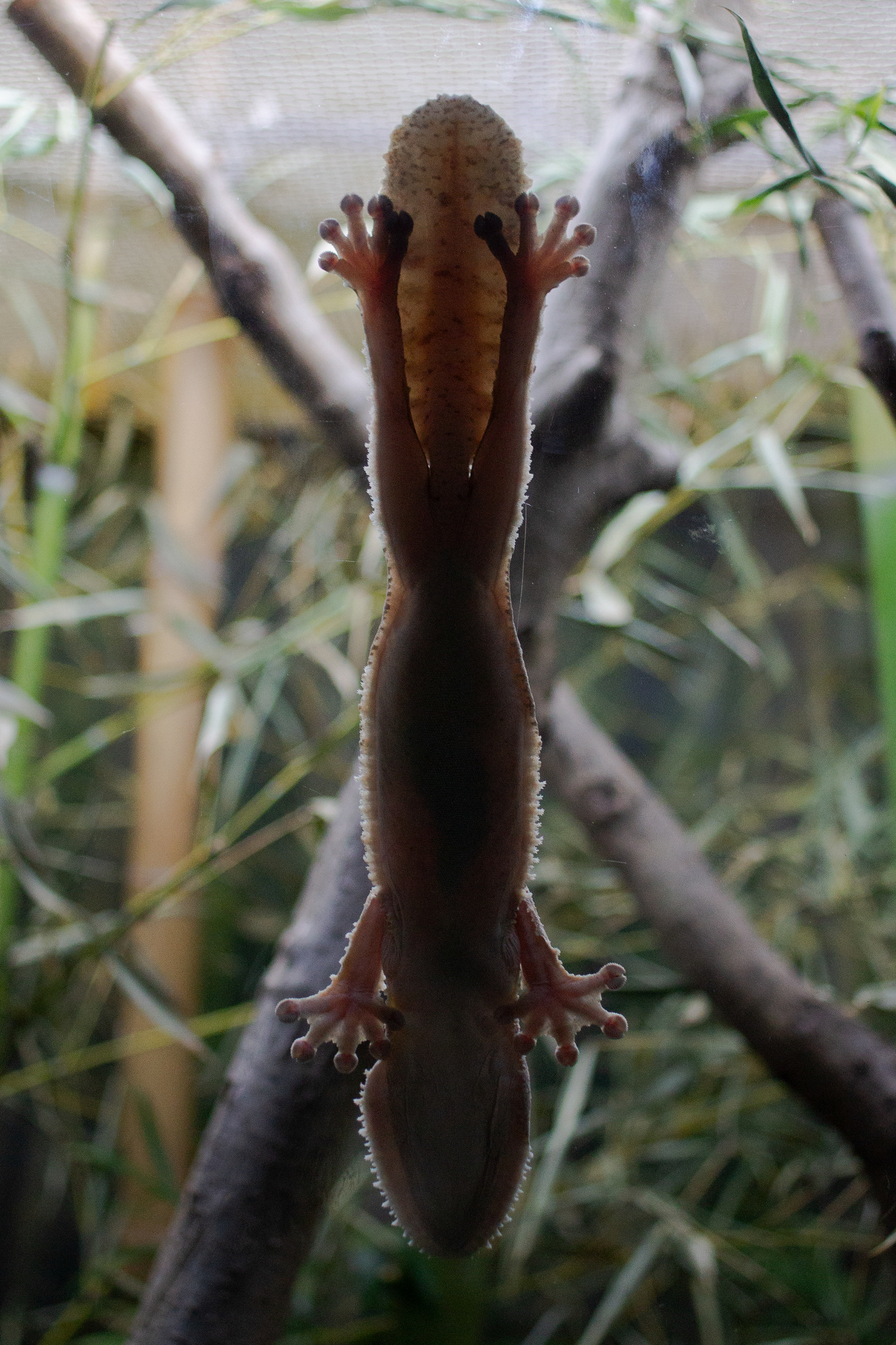 Leaf Tailed Gecko
