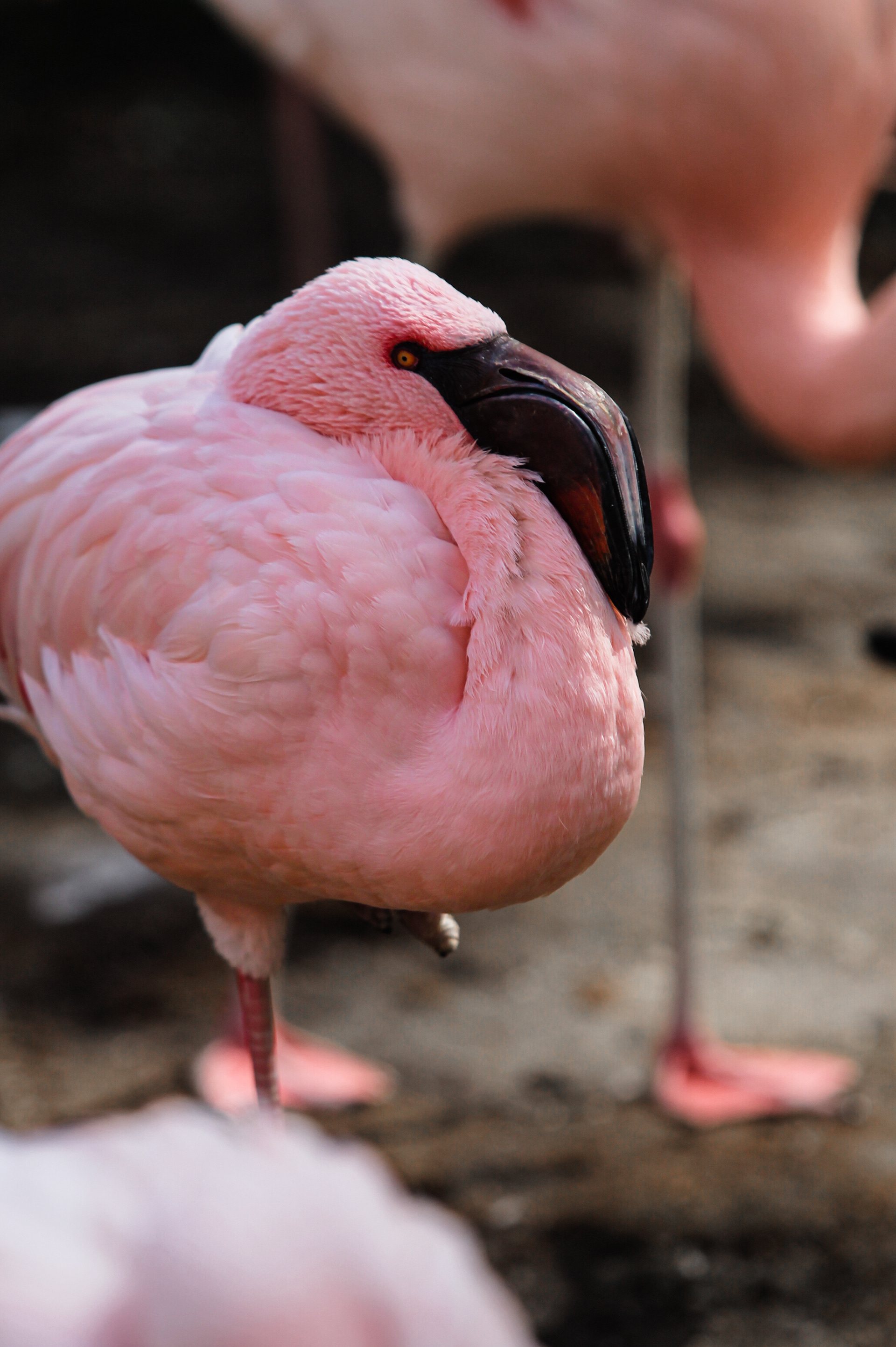 Lesser Flamingo