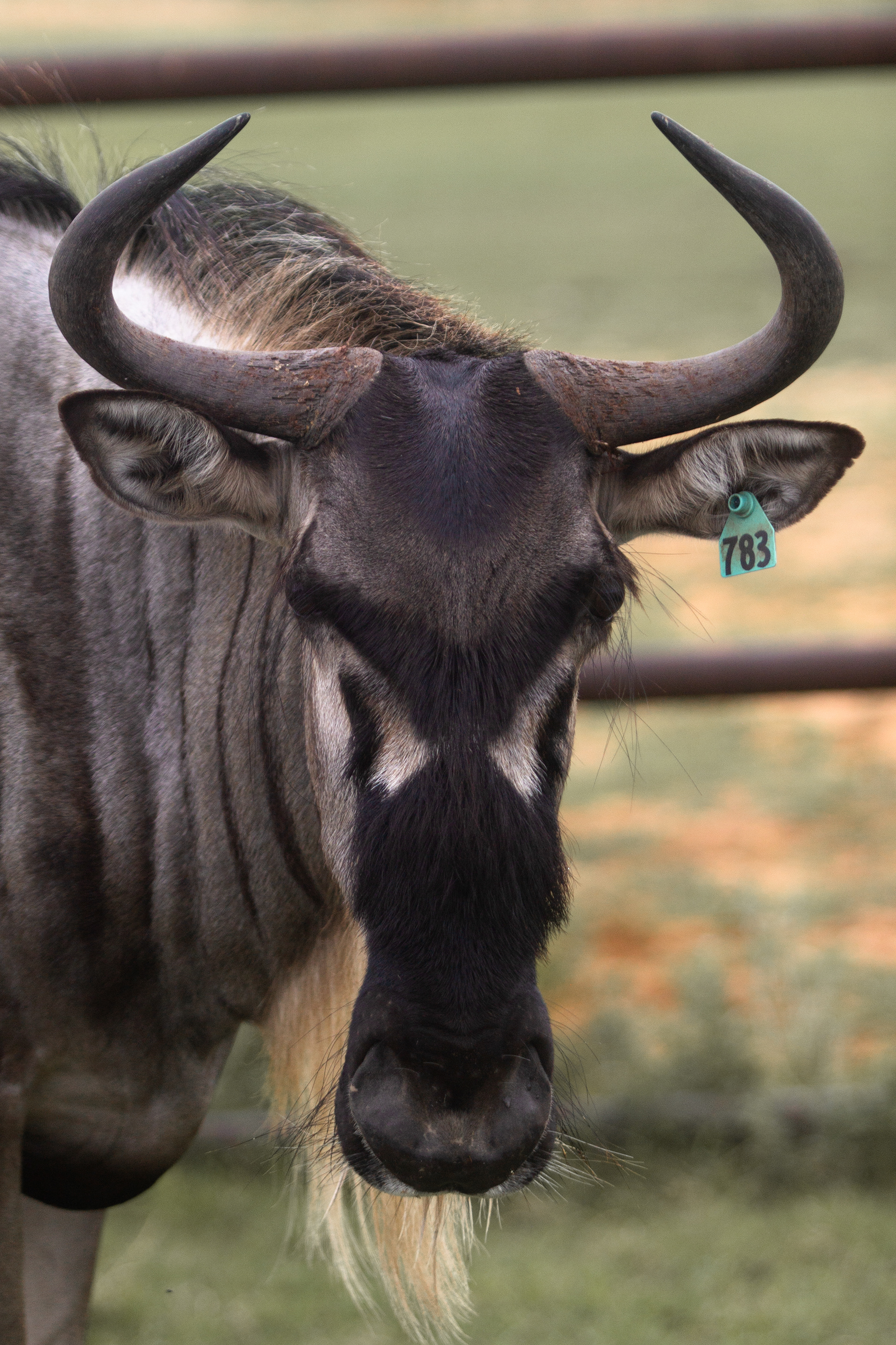 Common Wildebeest
