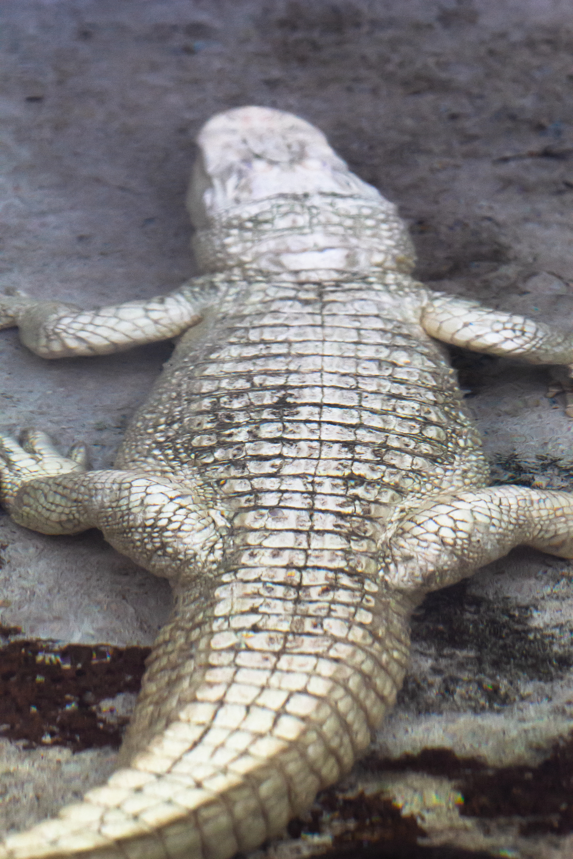 Albino American Alligator