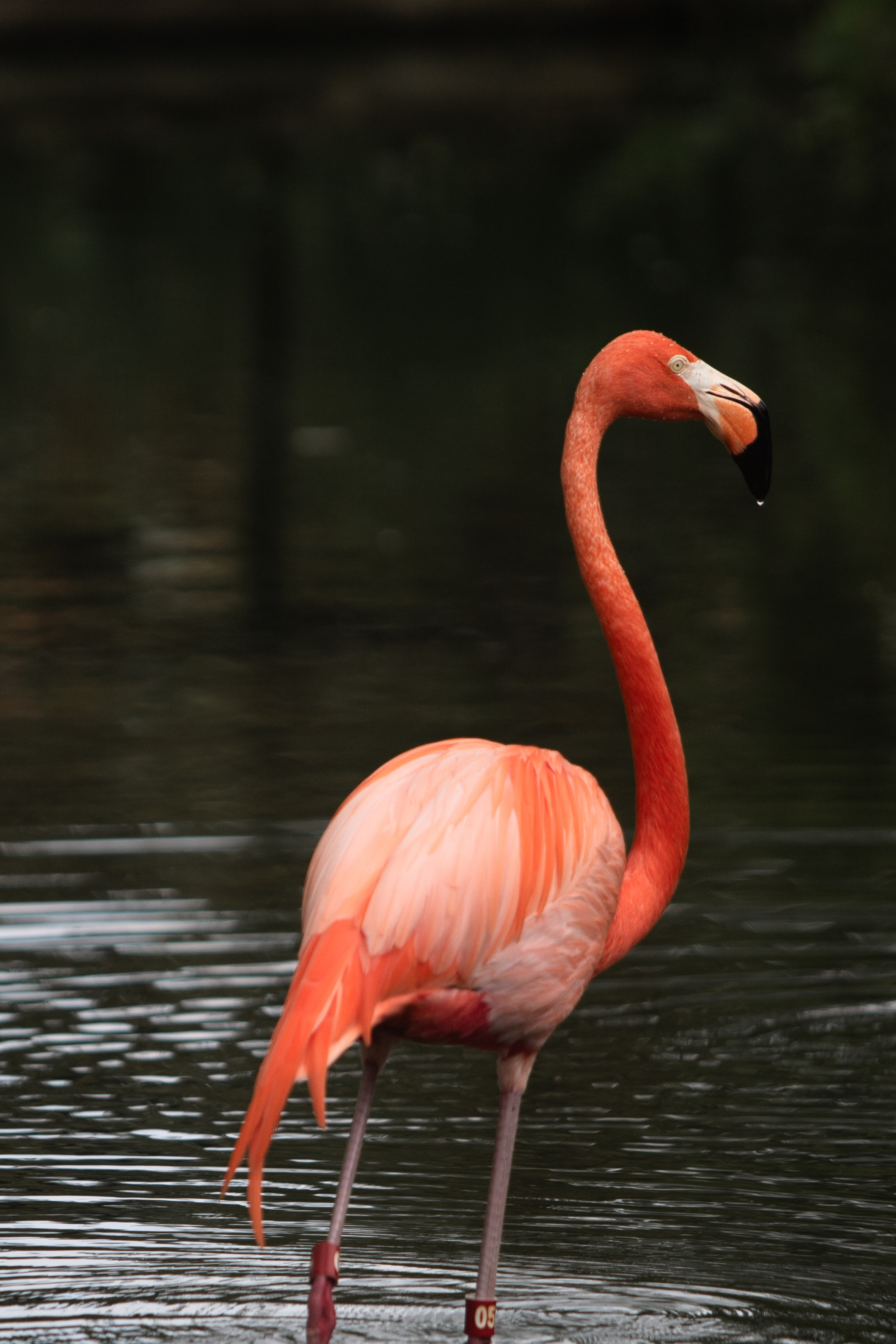 American Flamingo