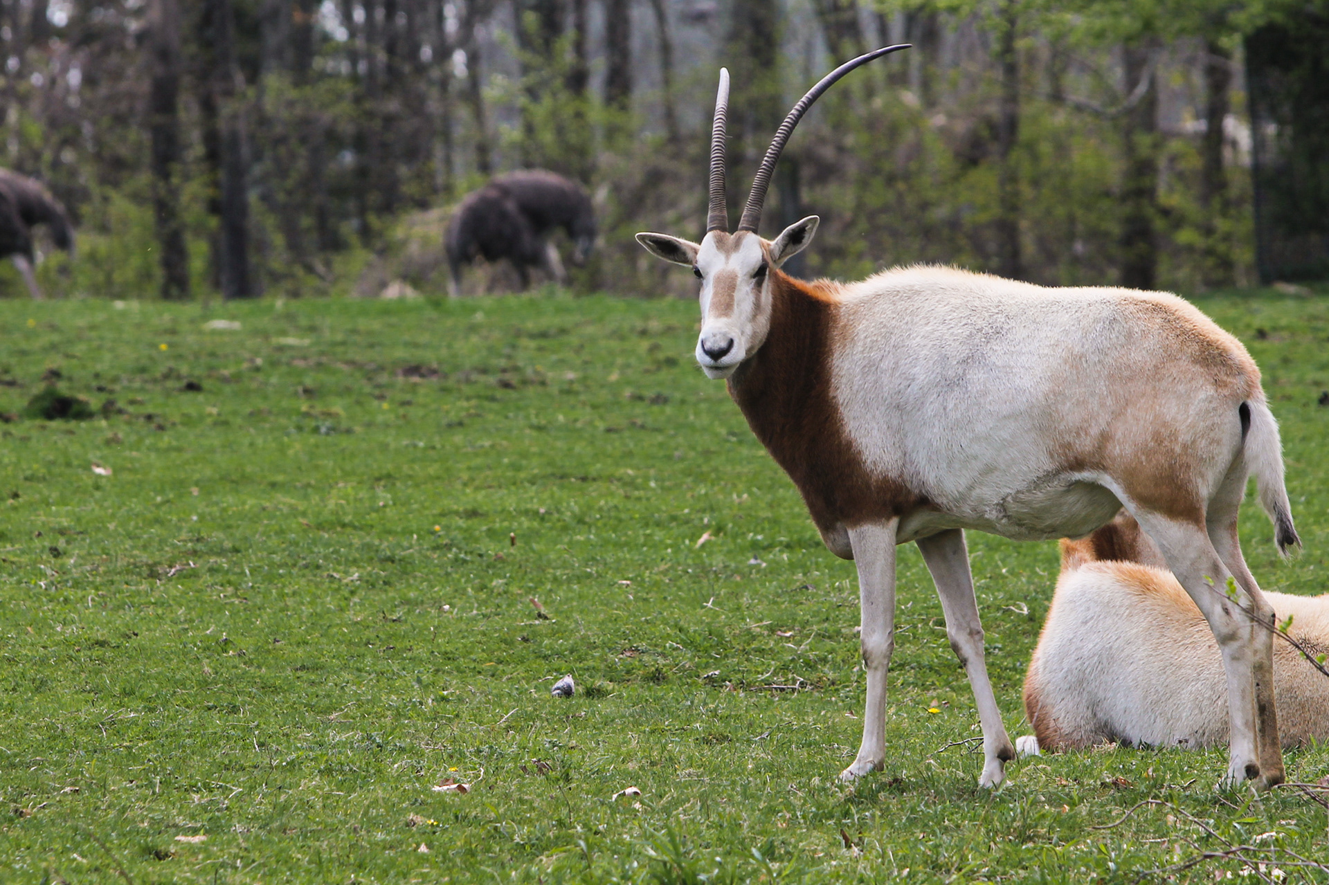 Scimitar Horned Oryx