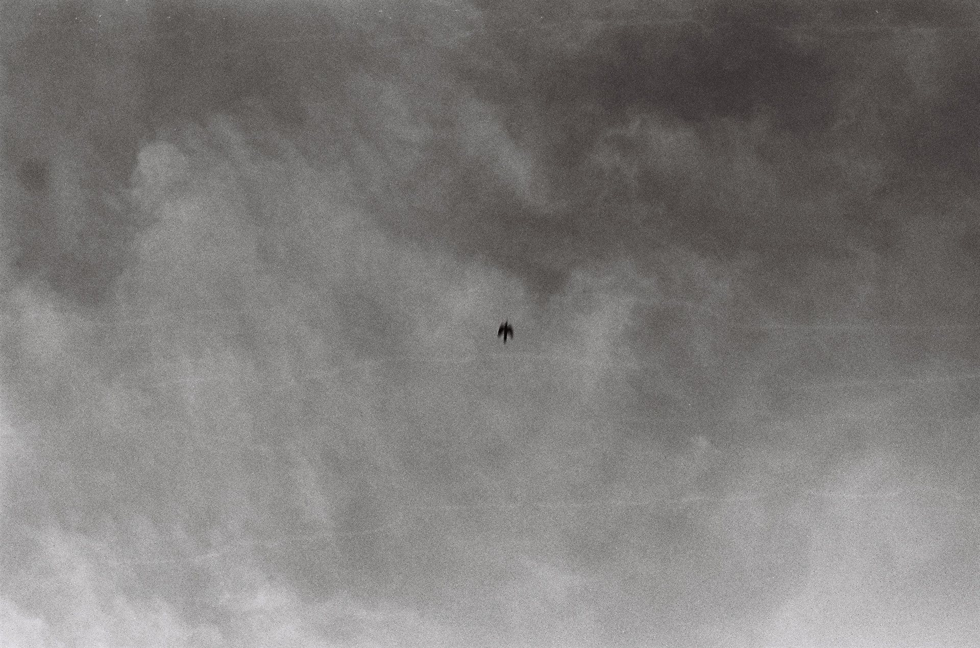 oiseau plein ciel ©