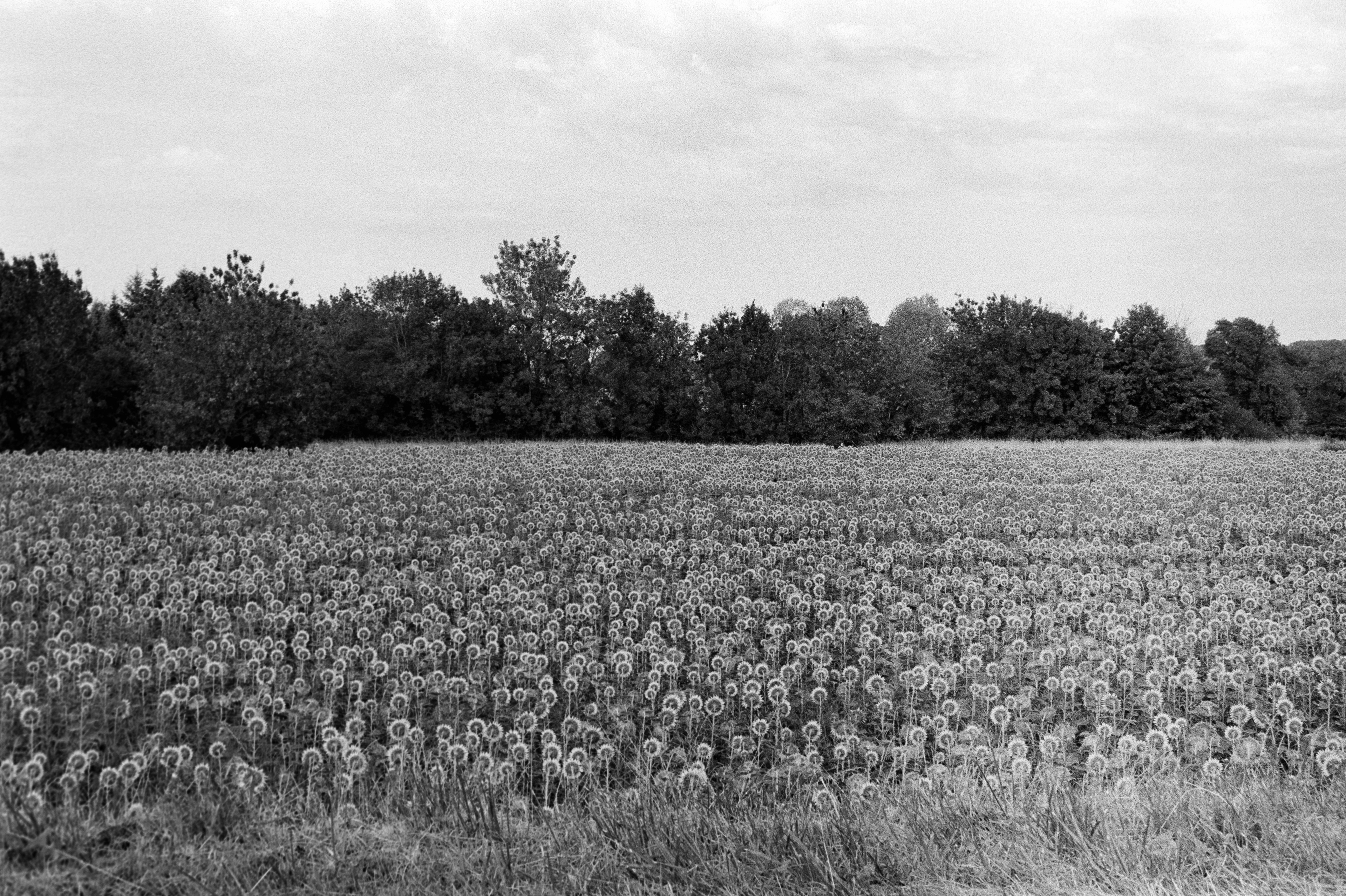 Tournesols © Juillet 2025 — Tours