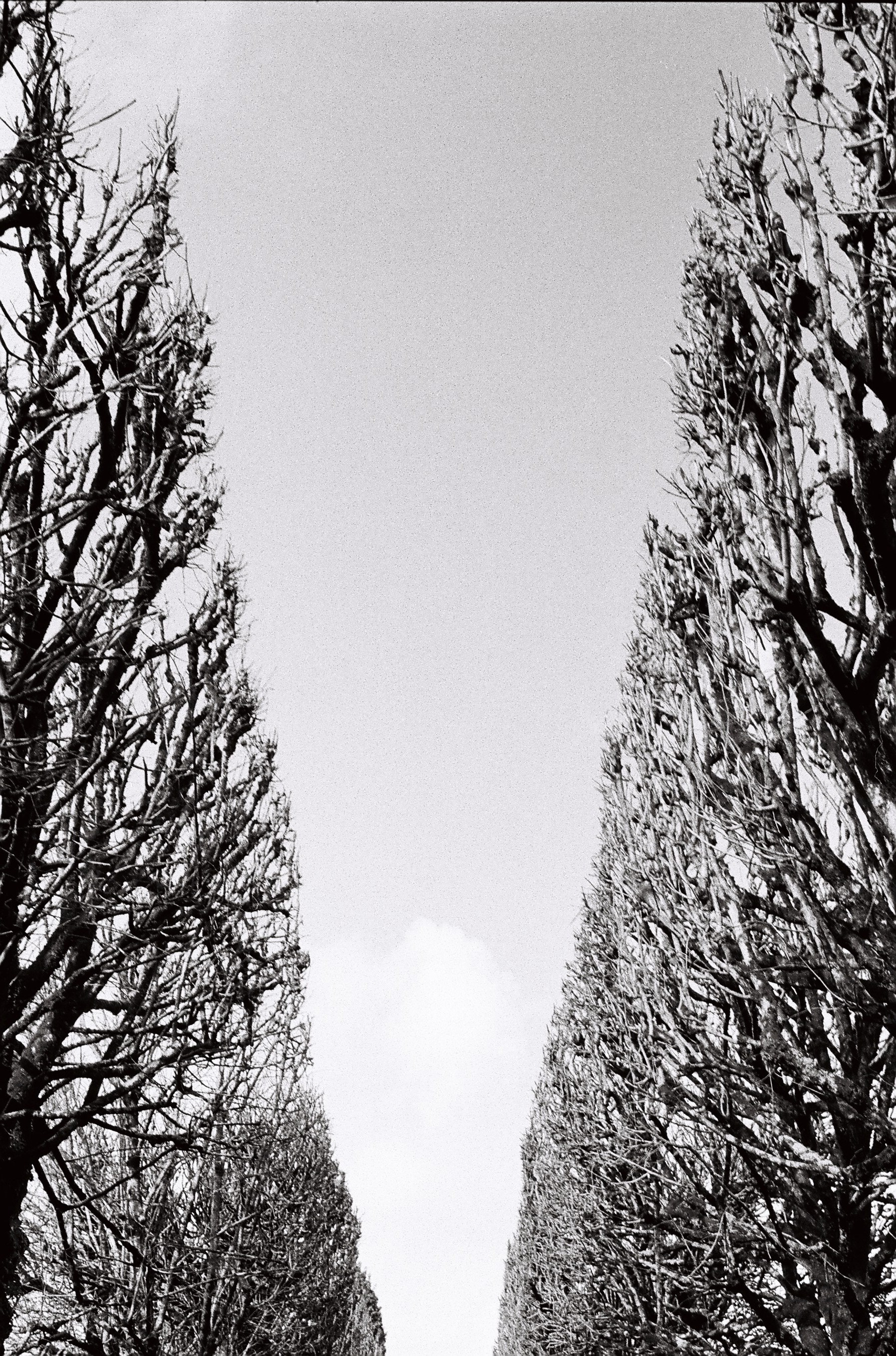 "C'est sans doute ces arbres qui avaient suggéré, un jour qu'ils ondoyaient de toutes leurs feuilles, l'idée d'un banc, à quelqu'un." Beckett ©️ Février 2025/ Nantes