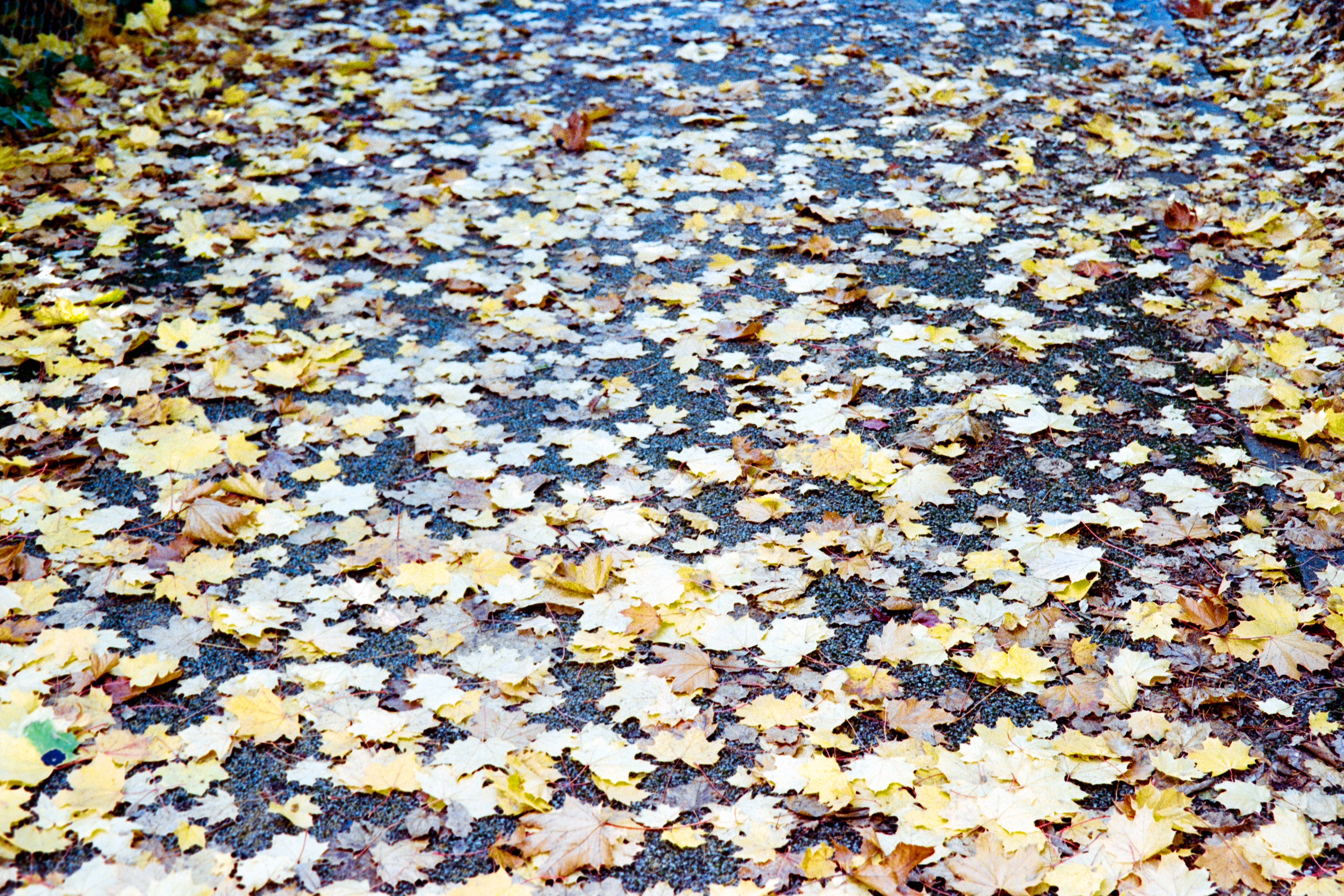 Tapis de feuille © Novembre 2025/Tours 