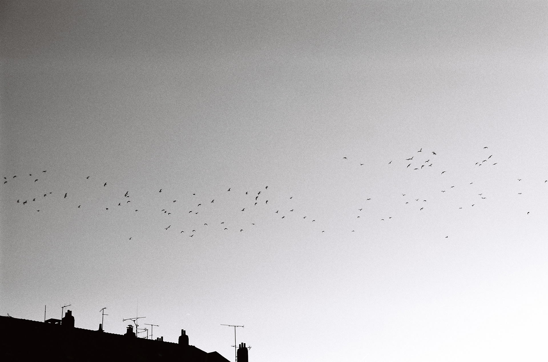 oiseaux: le groupe ©️ — décembre 2024/Tours