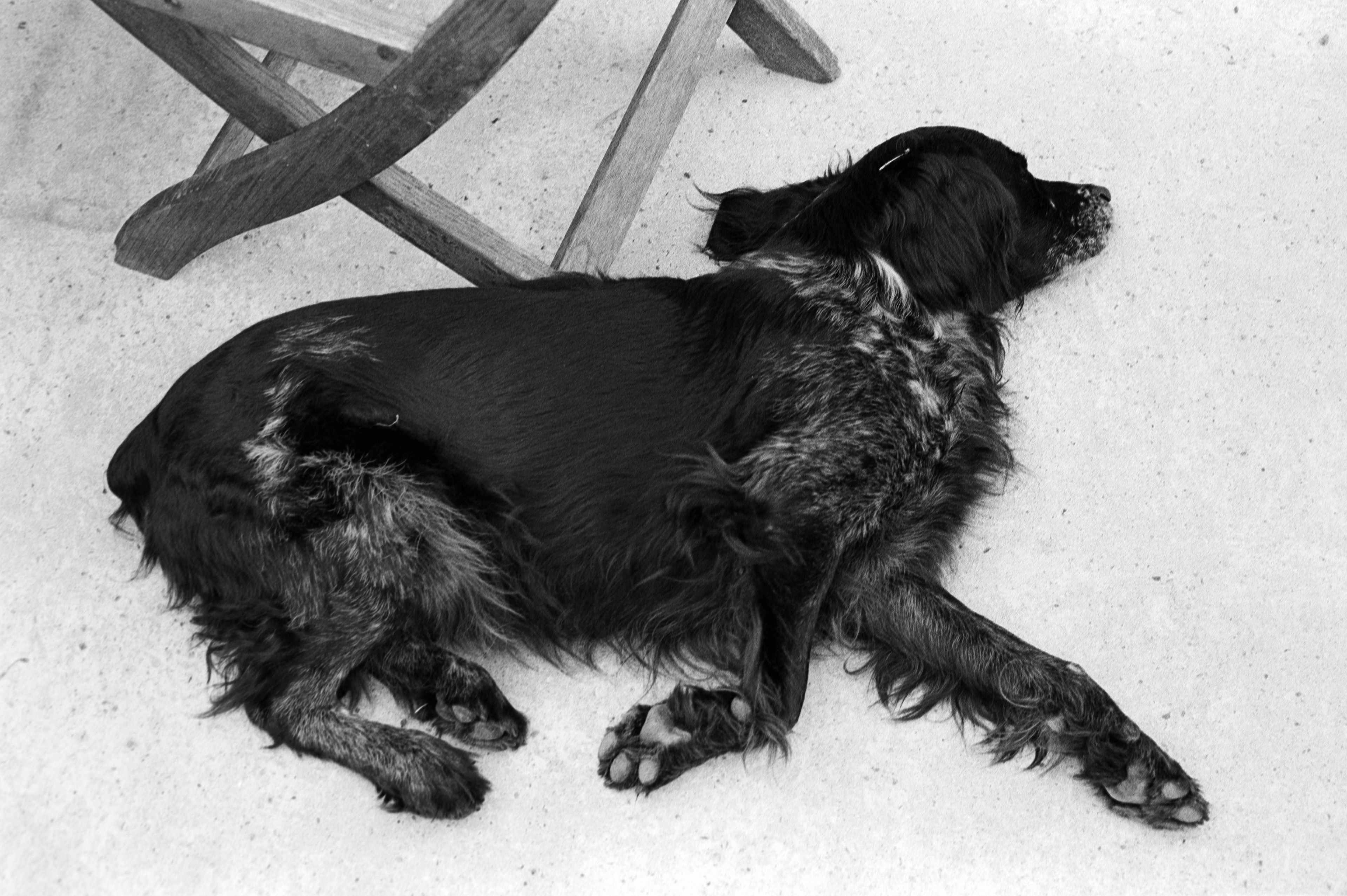 Chien dormant ?© Juillet 2025 — Tours