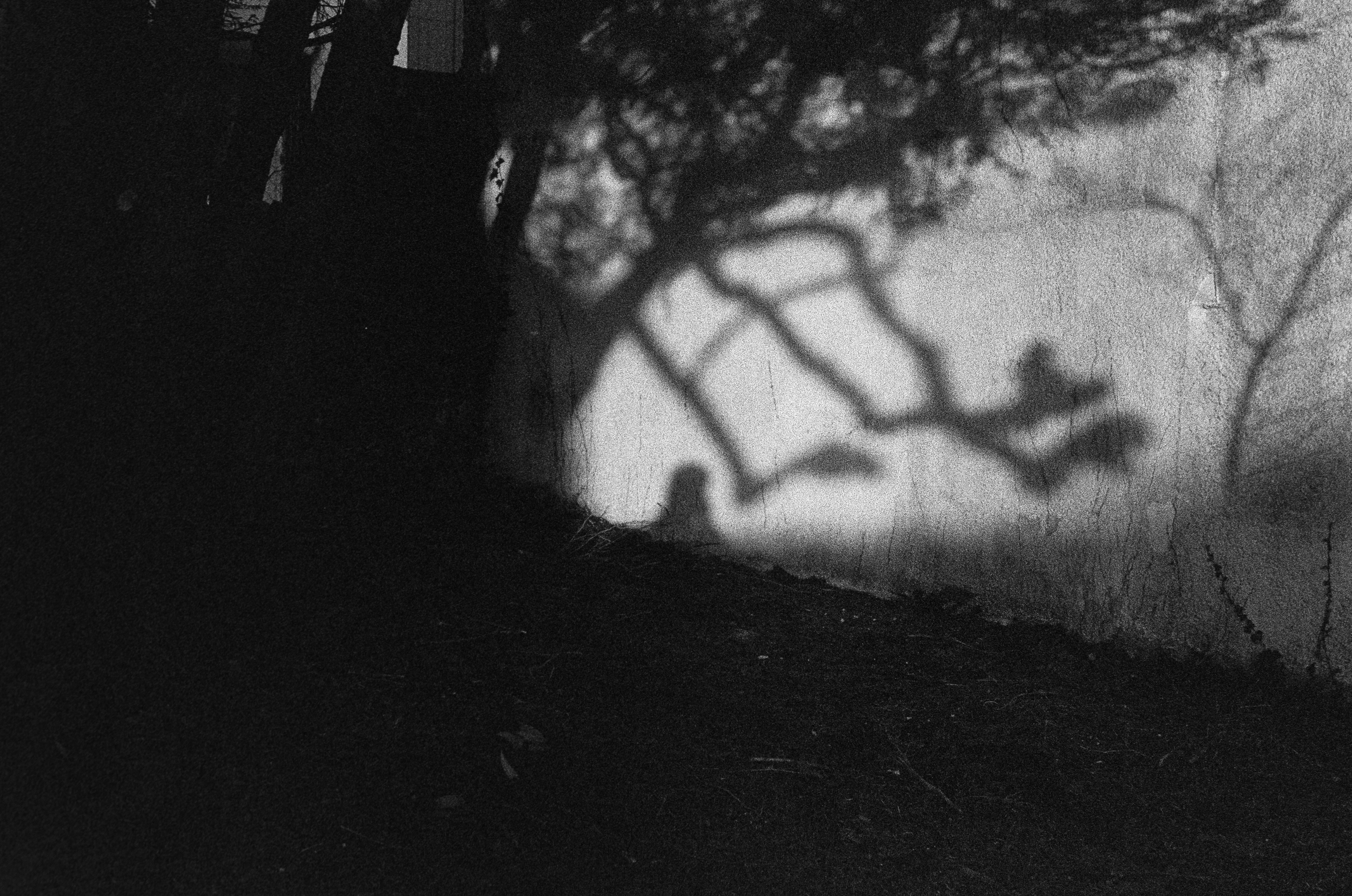 Autoportrait au catalpa © Janvier 2026/St-Palais-Sur-Mer- iso 3200