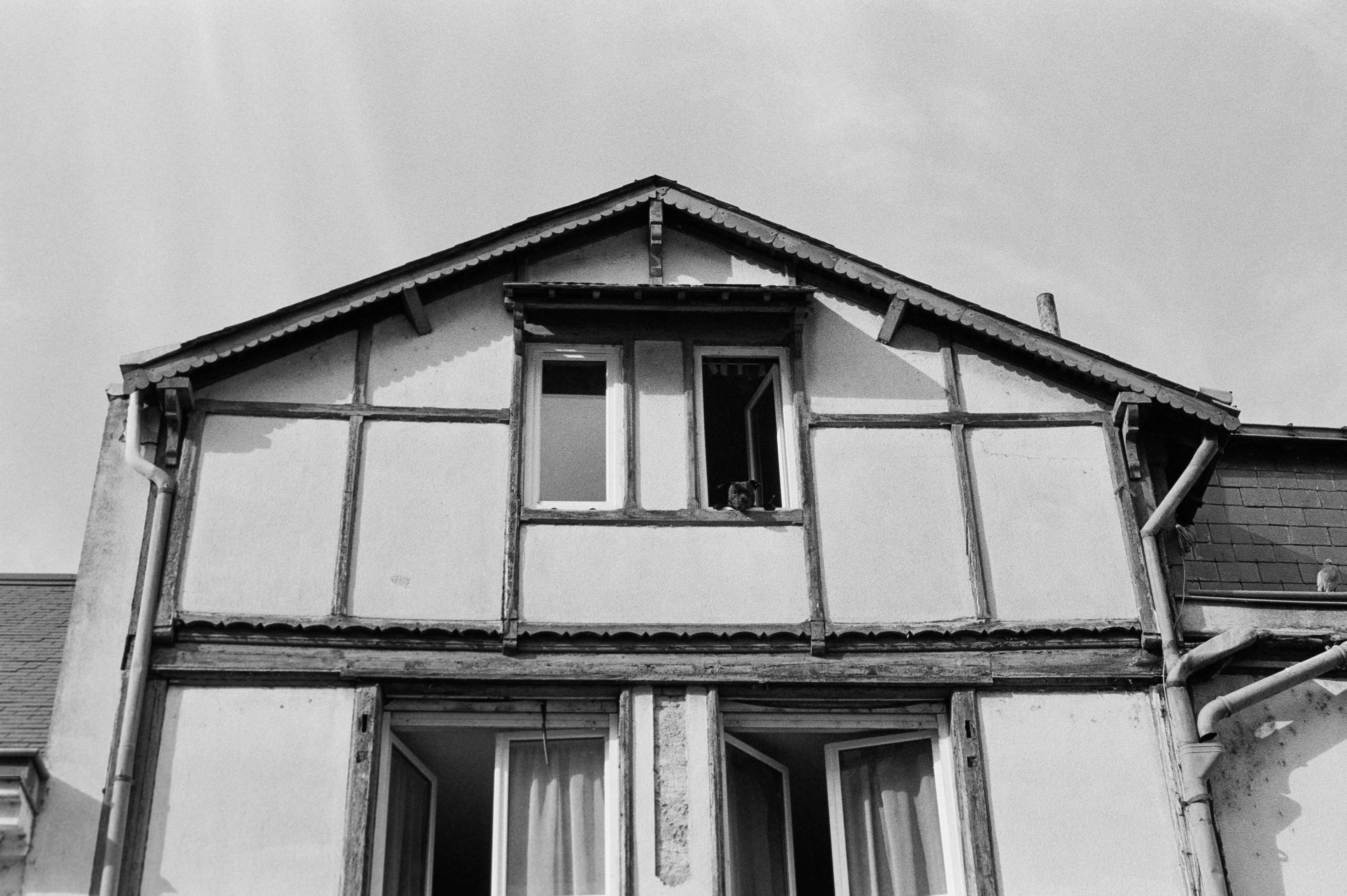 Un chien à la fenêtre © Mars 2026/Tours - iso 400