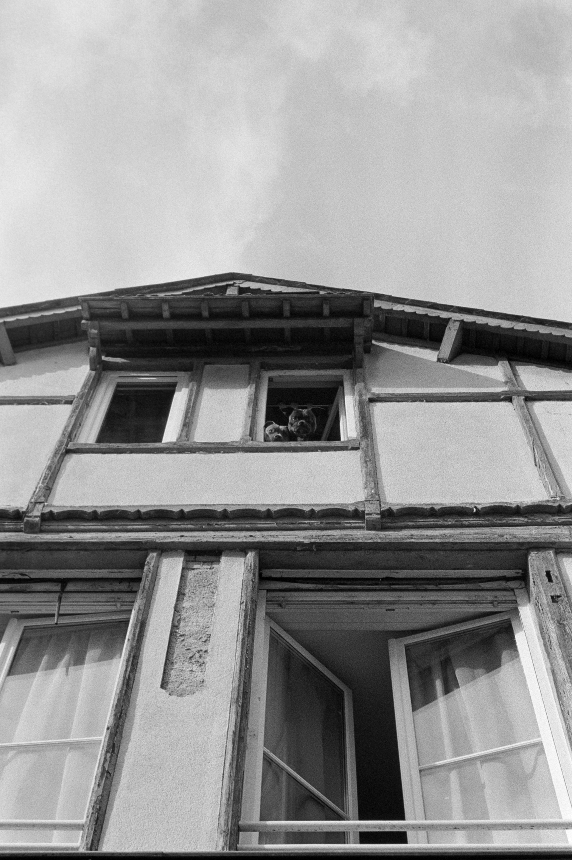 Puis deux chiens à la fenêtre © Mars 2026/Tours - iso 400 