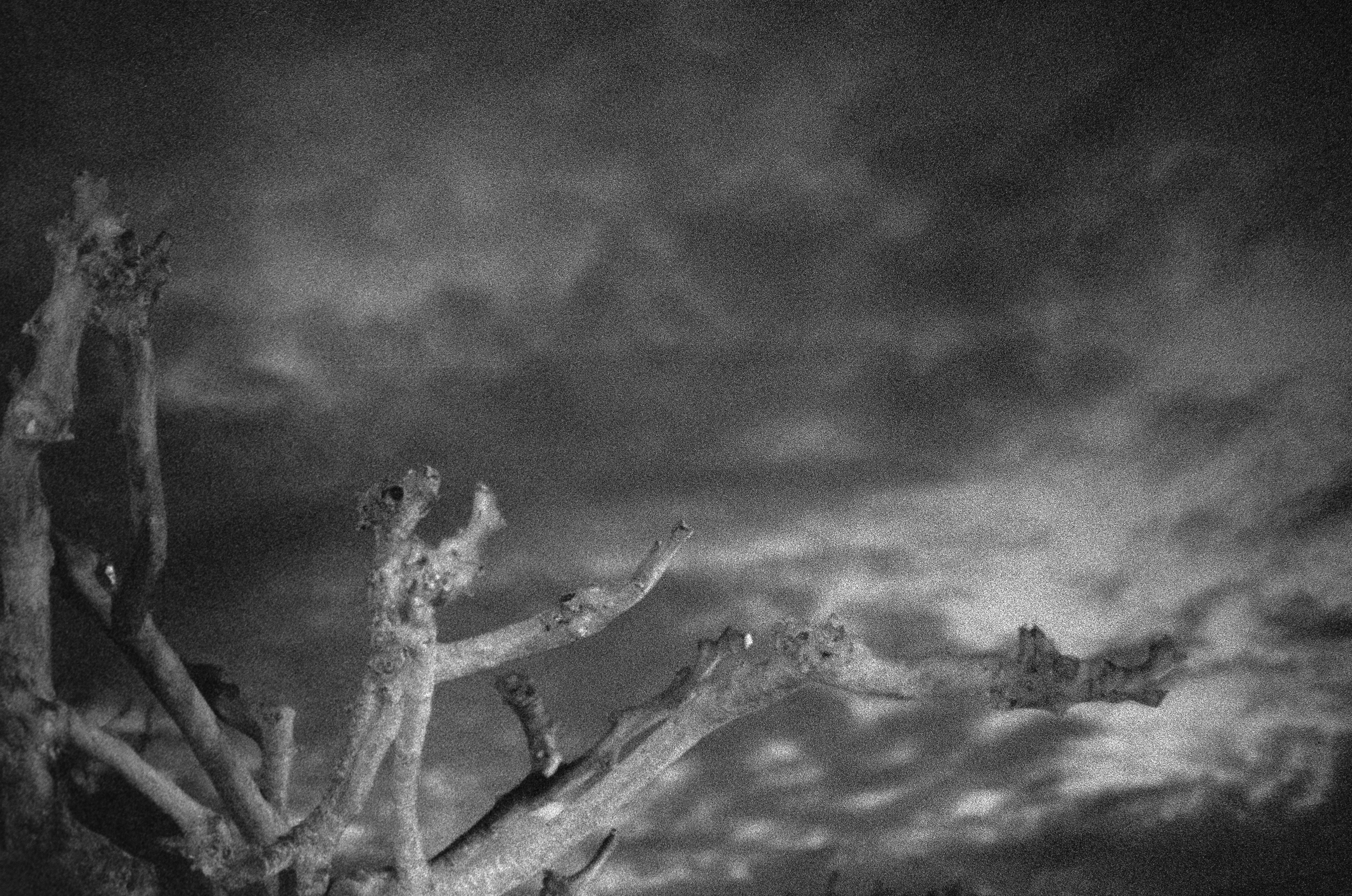 “Le mûrier” © Arthur Radigois Saint-Palais-Sur-Mer, Janvier 2026 Photographie argentique