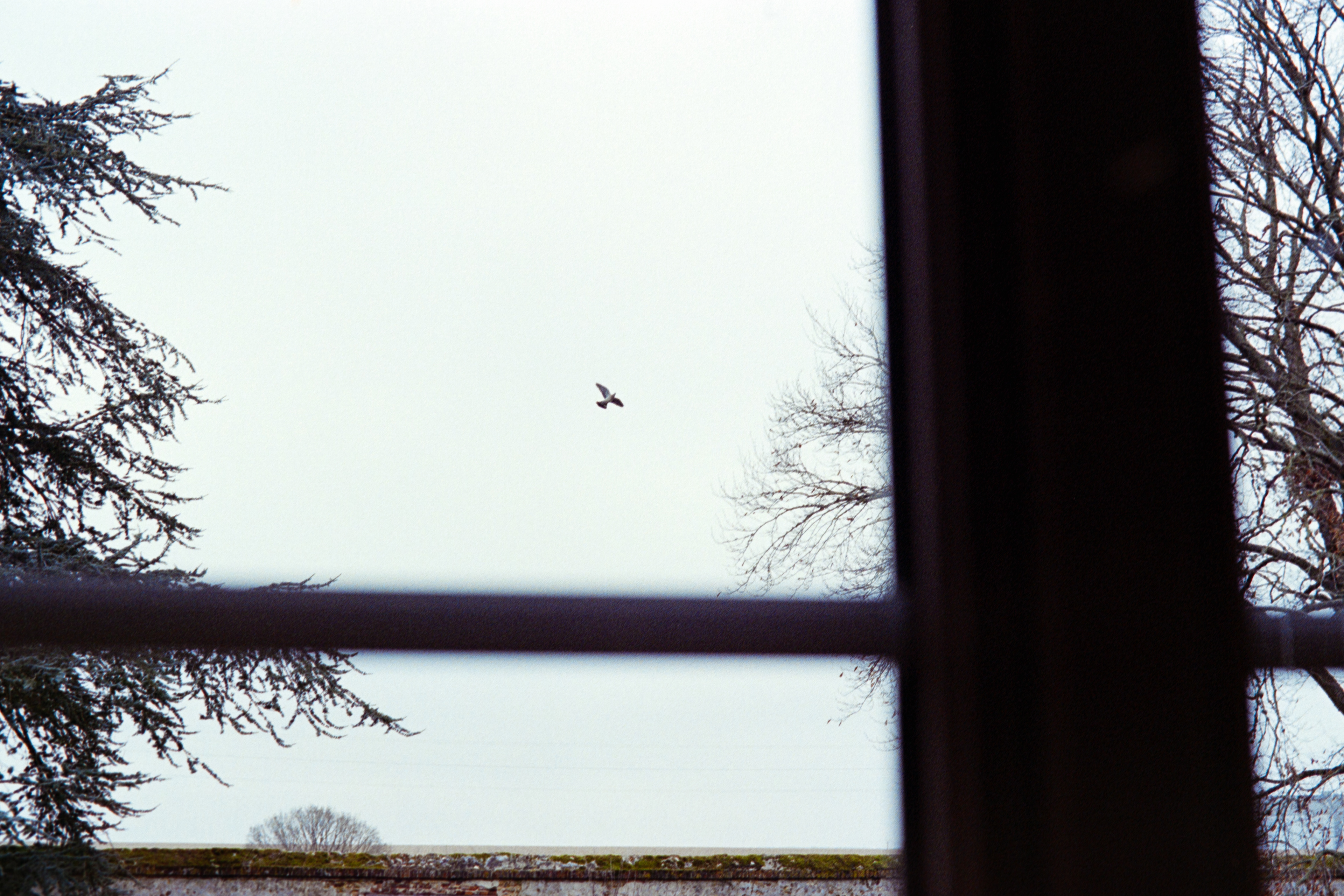 Oiseau à Villiers © Décembre 2025/Villiers