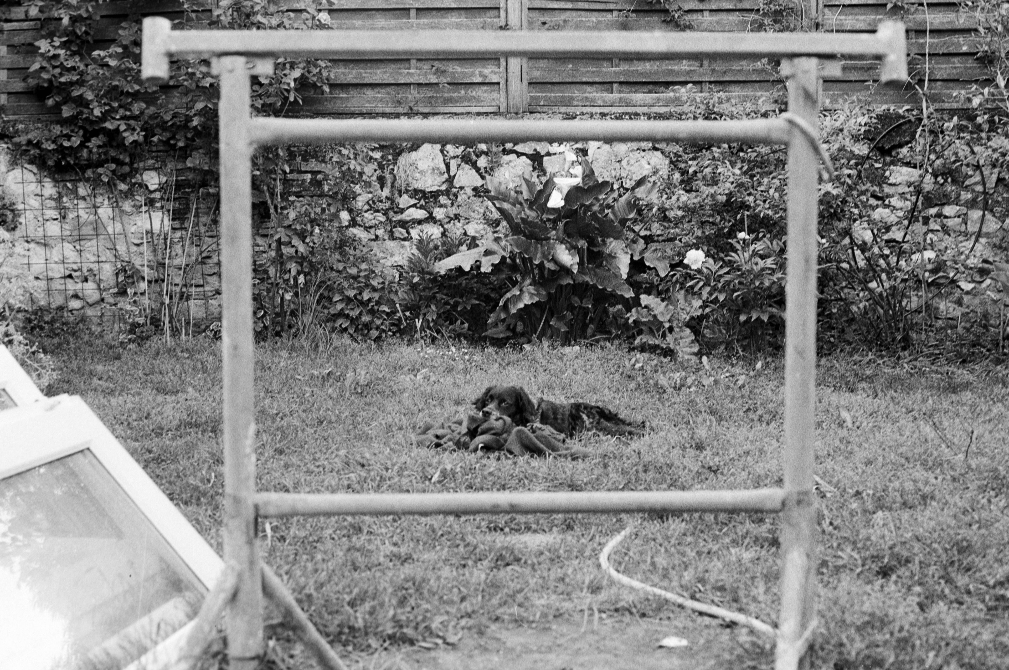 “Un chien dans le cadre” © Arthur Radigois Tours, Avril 2025 Photographie argentique