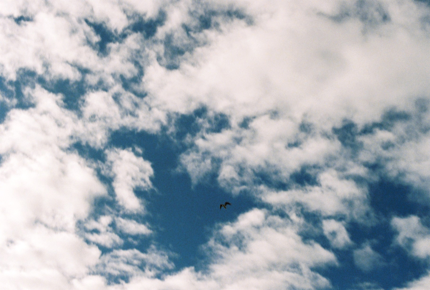 un oiseau, des nuages ©️