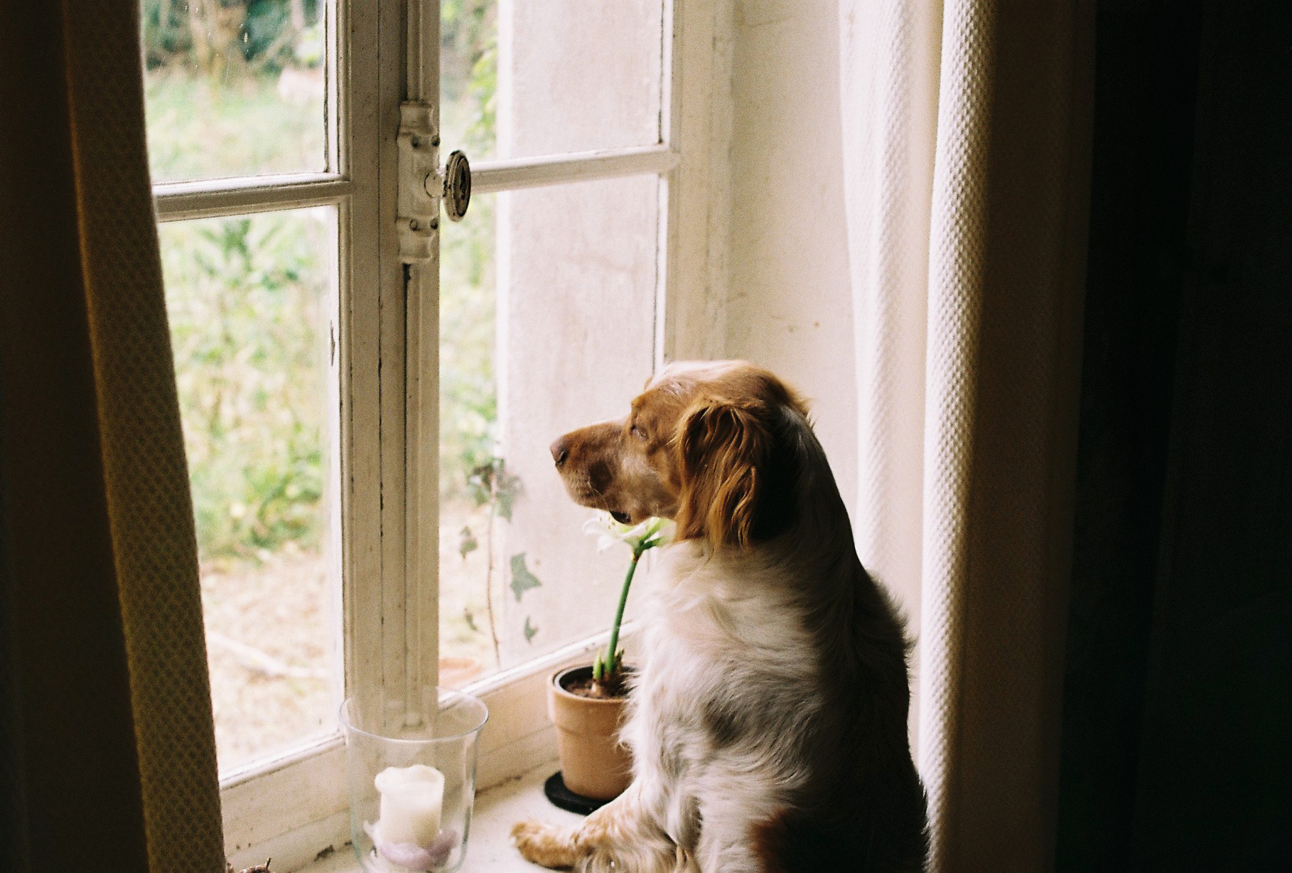 Le chien à la fenêtre©️ — Janvier 2025/Le gué André