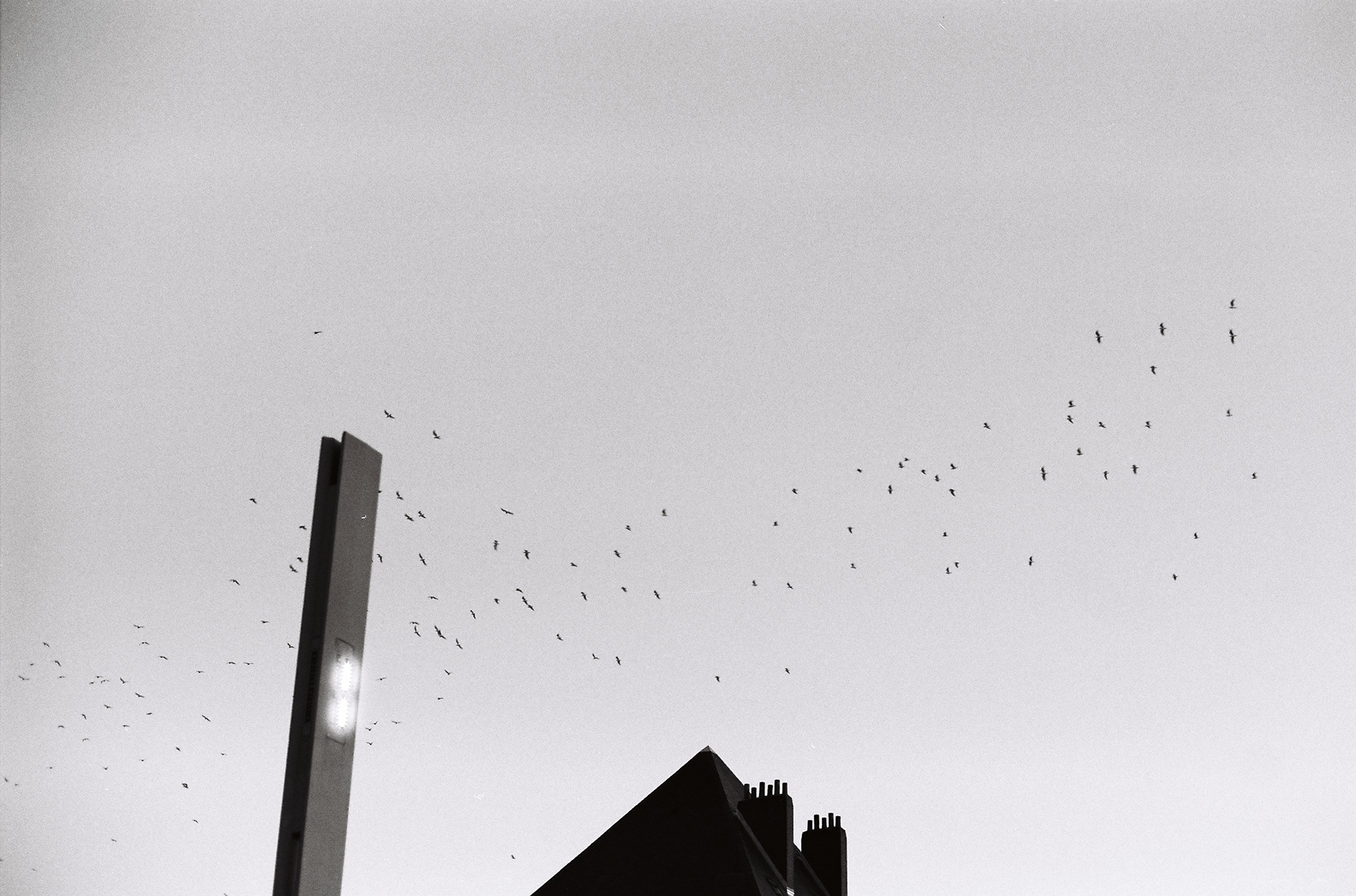 oiseaux et lampadaire ©️ — décembre 2024/Tours