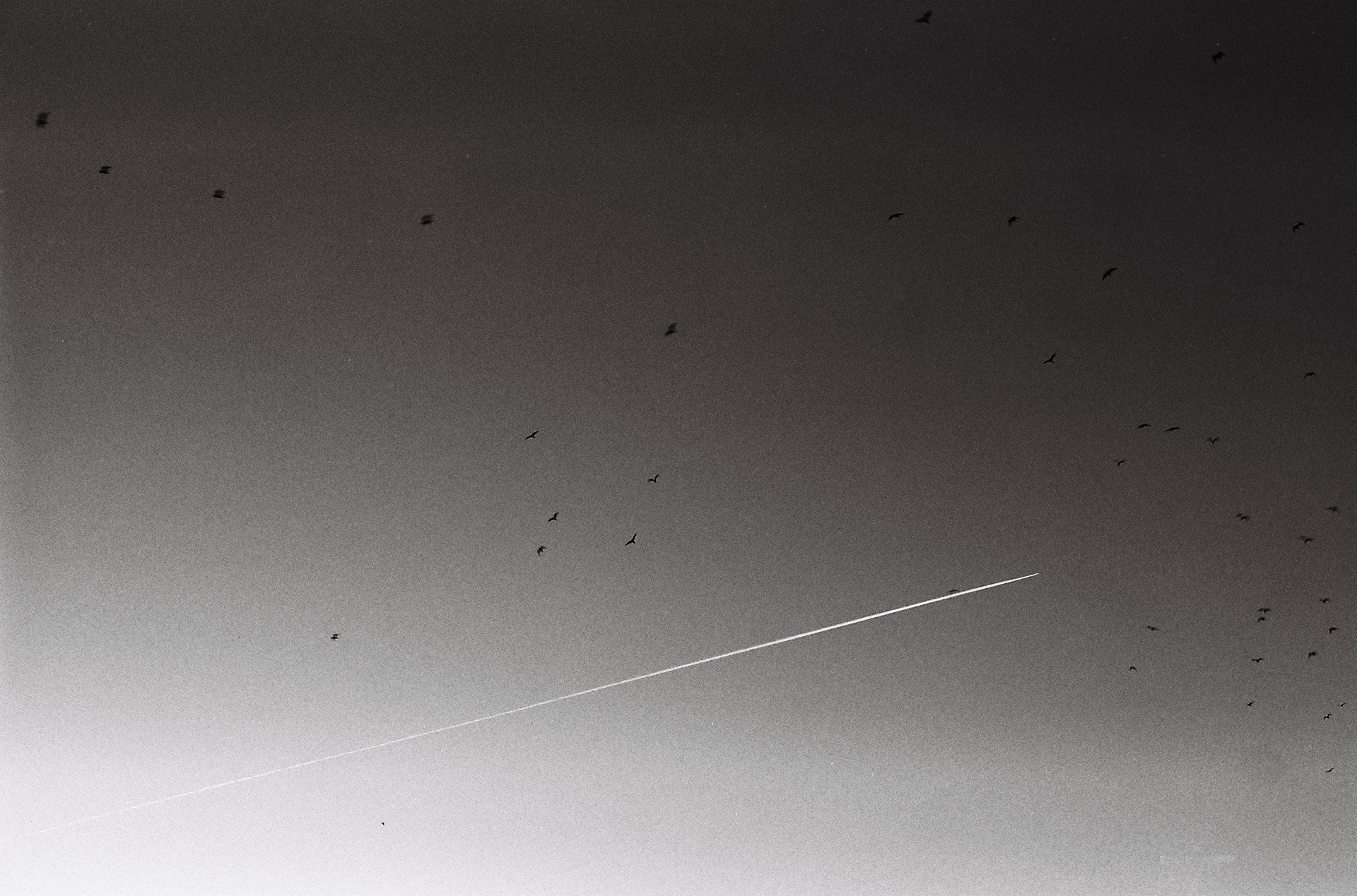 oiseaux & diagonale ©️ — décembre 2024/Tours