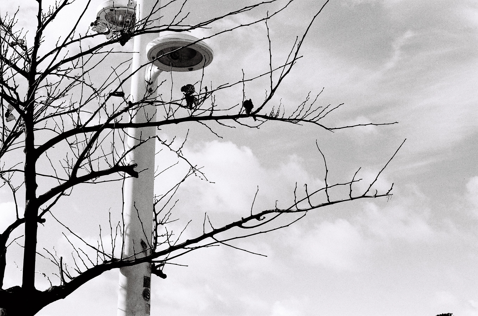 branches & lampadaire ©️ — décembre 2024/St-Palais