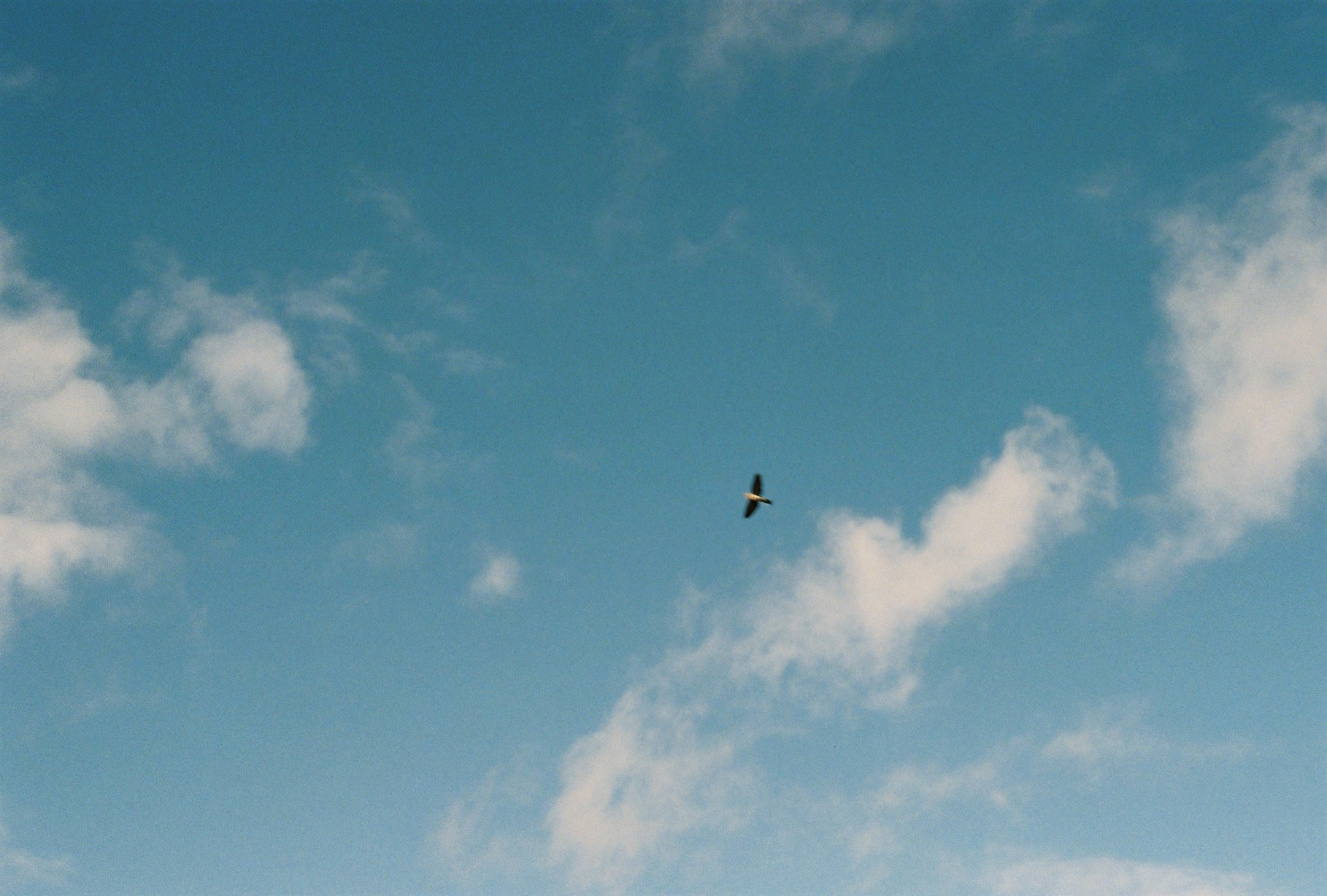 oiseau ciel clair ©️ 04/2025 — Tours