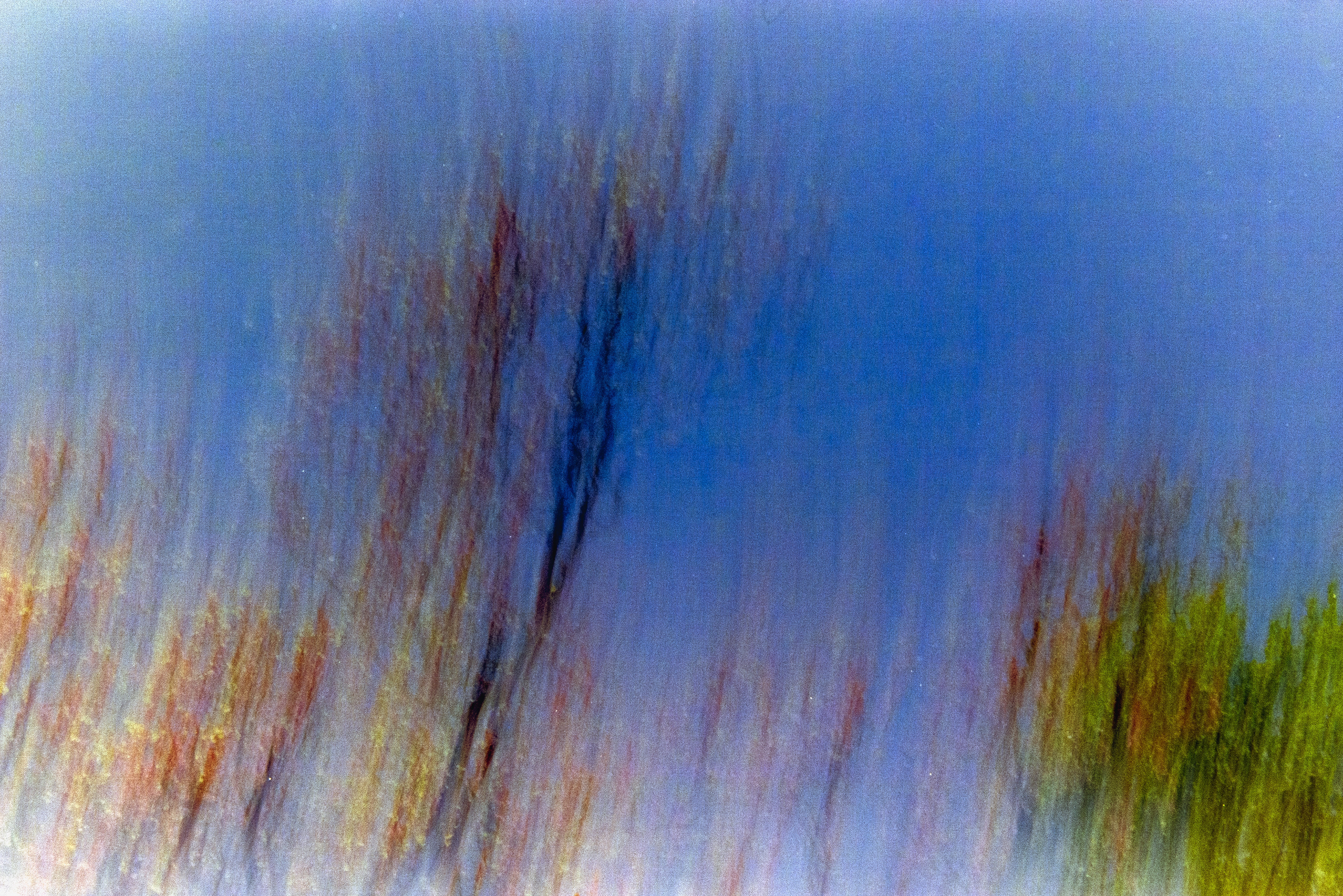 “Les arbres” © Arthur Radigois Tours, Avril 2025 Photographie argentique