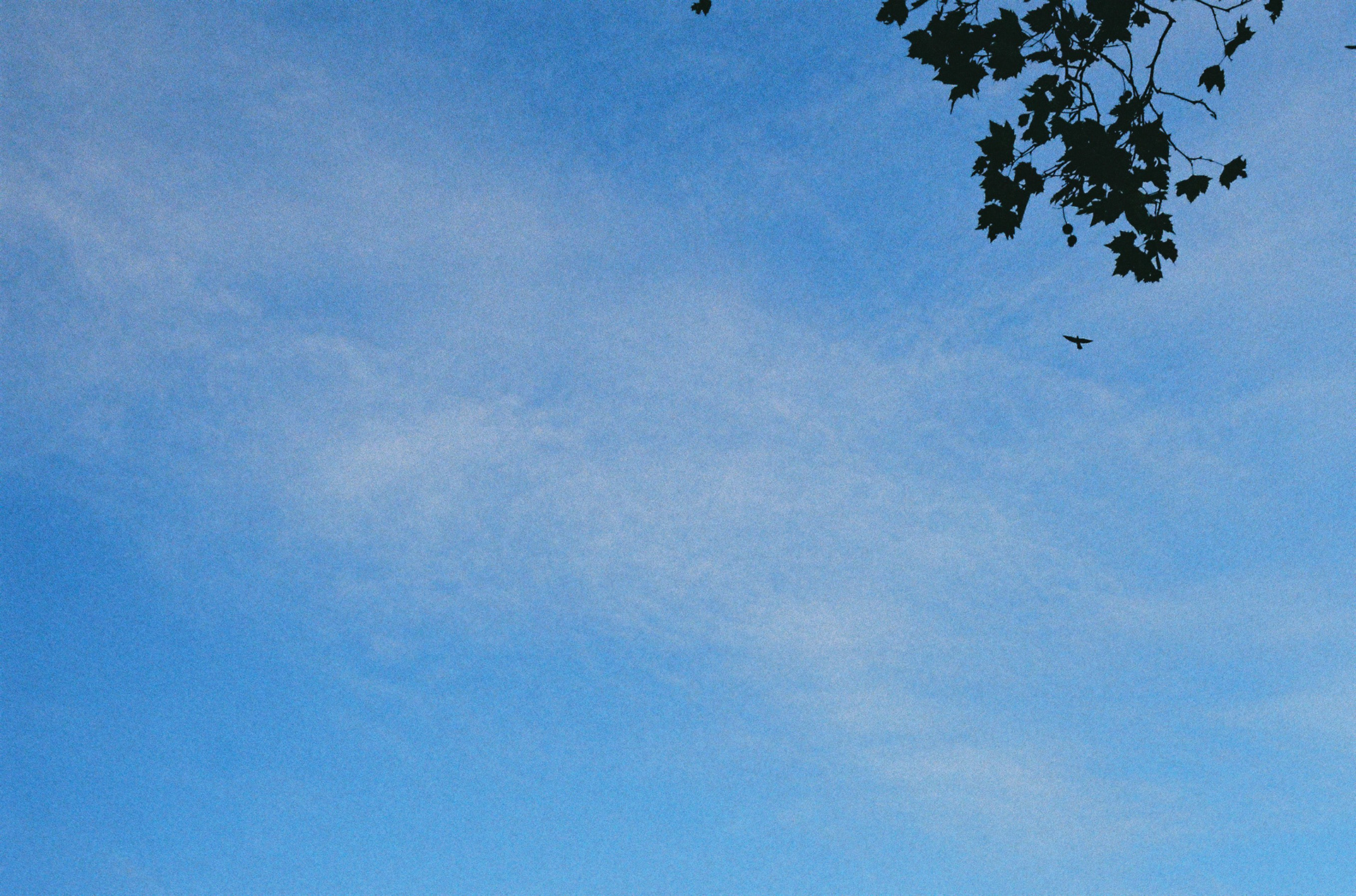 oiseau sur fond bleu©️