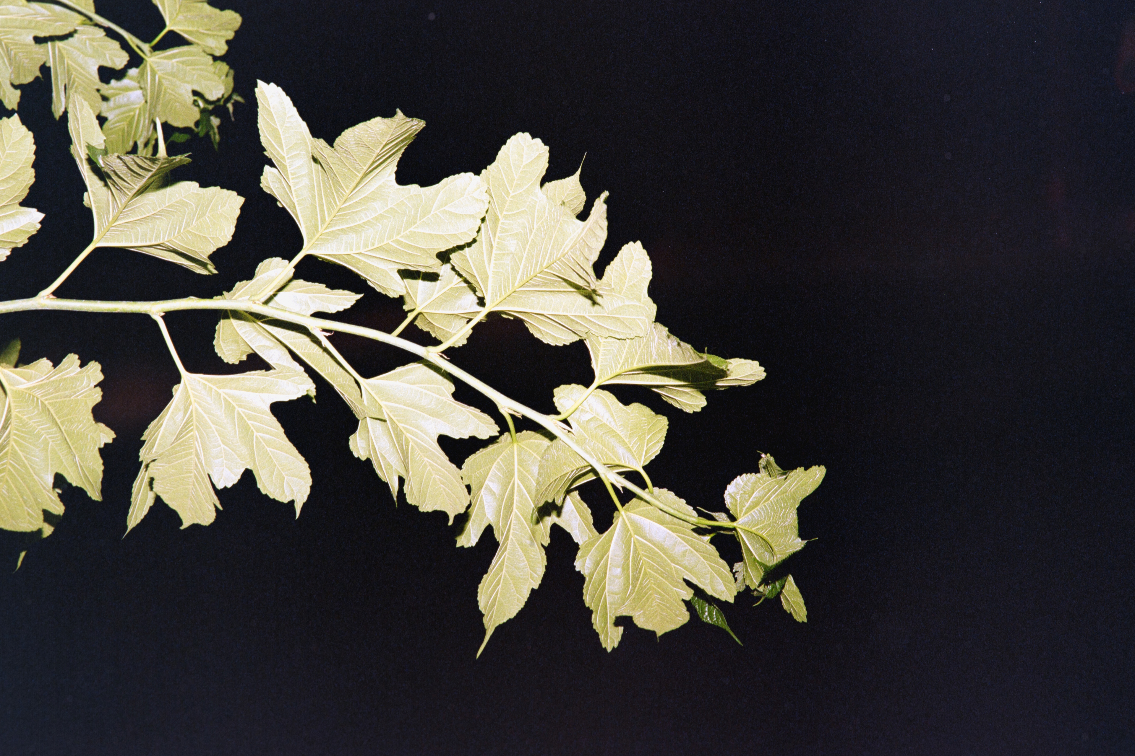 le mûrier  © Juin 2025 — St-Palais-Sur-Mer