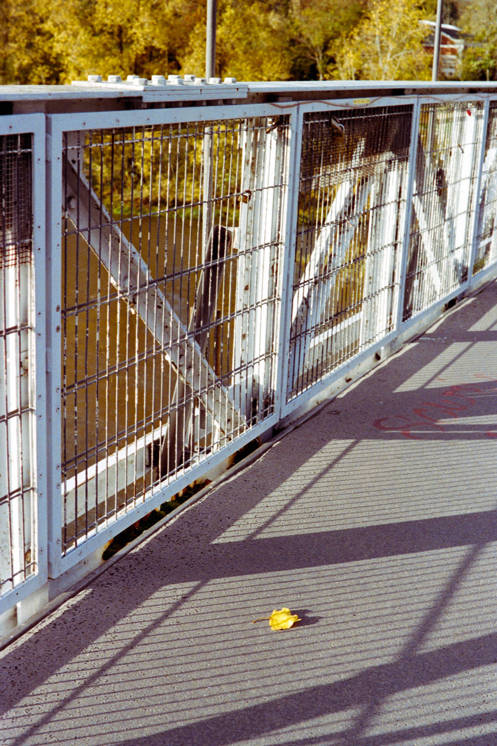 “La feuille” © Arthur Radigois Tours, Novembre 2025  Photographie argentique