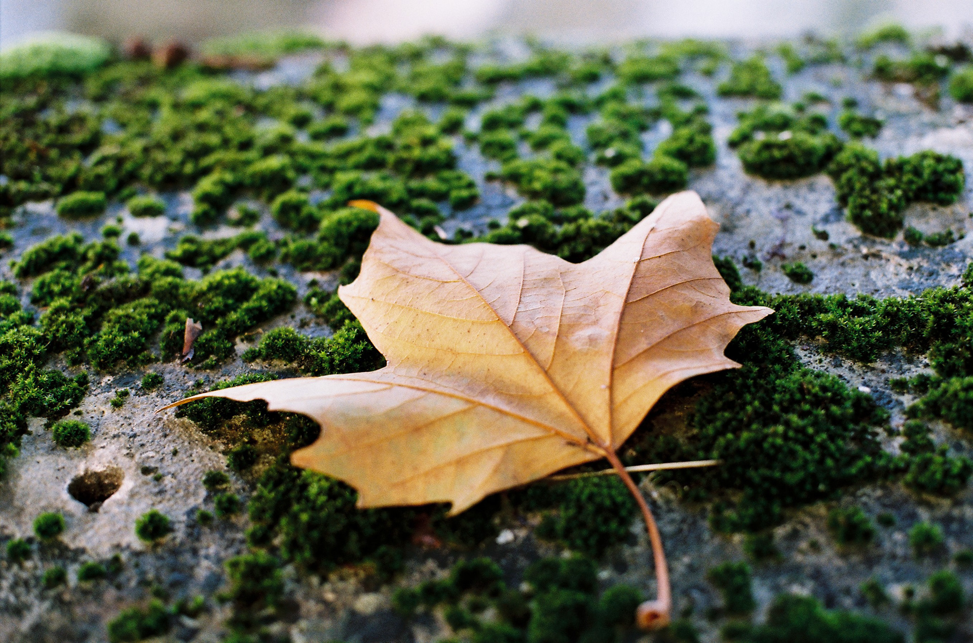 la feuille © Novembre 2024/Tours