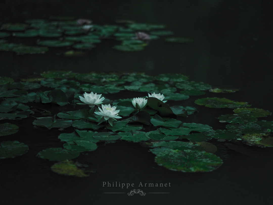 Photo d'art des nymphéas de Claude Monet au jardin de Giverny par Philippe Armanet