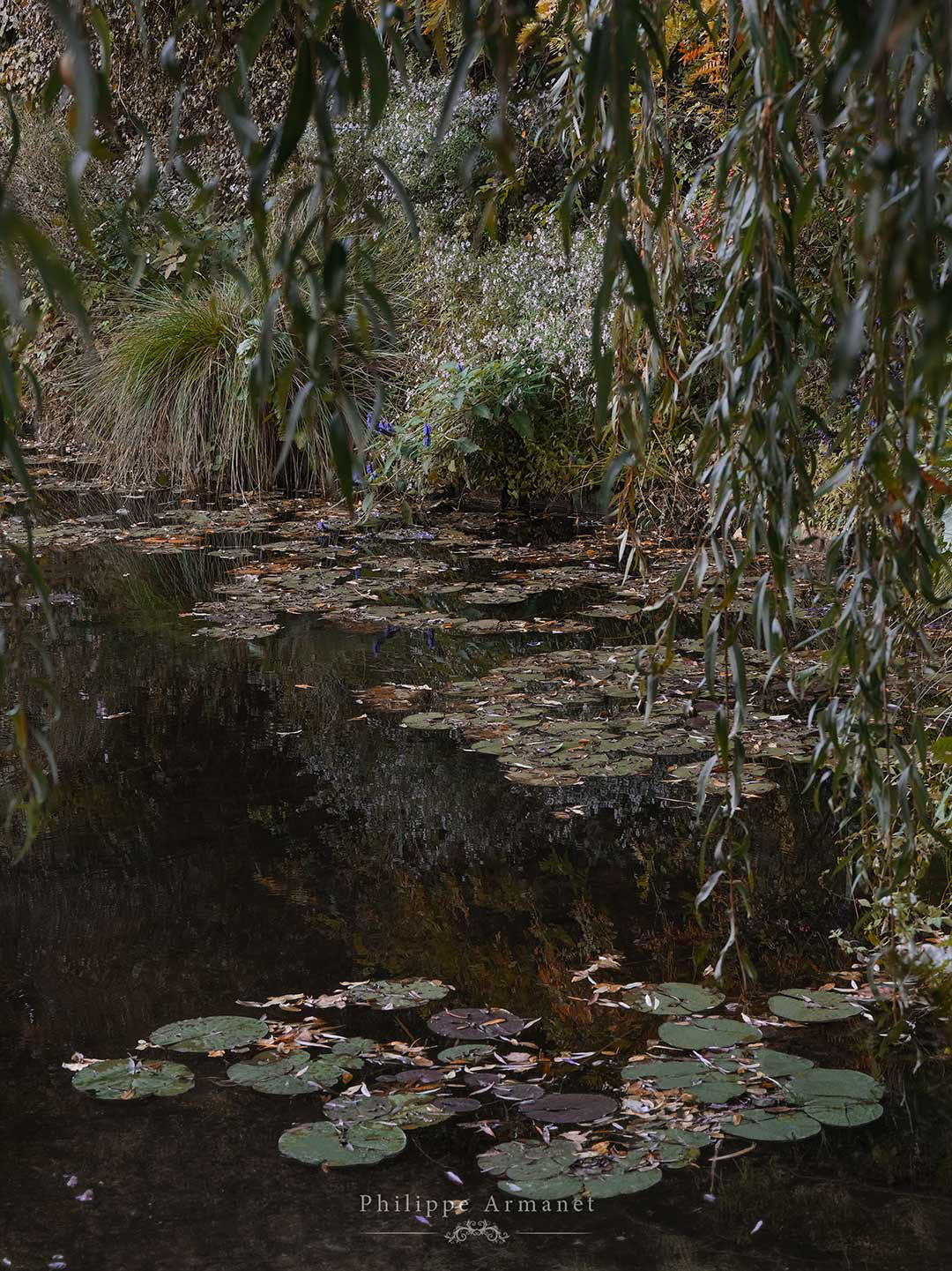 Le saule du jardin d'eau de Claude Monet à Giverny par Philippe Armanet