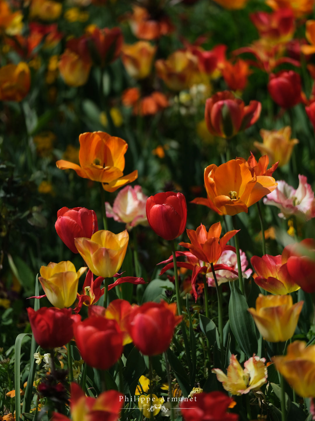 Photo d'art de tulipes dans le jardin de Claude Monet