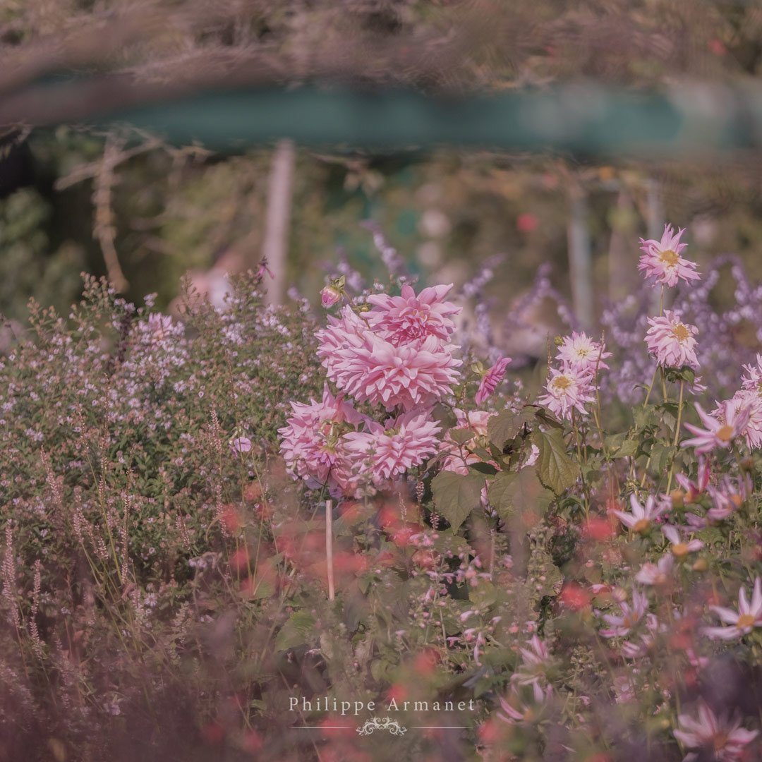 Photo d'art de dahlias roses (fleurs roses) dans le jardin de Claude Monet
