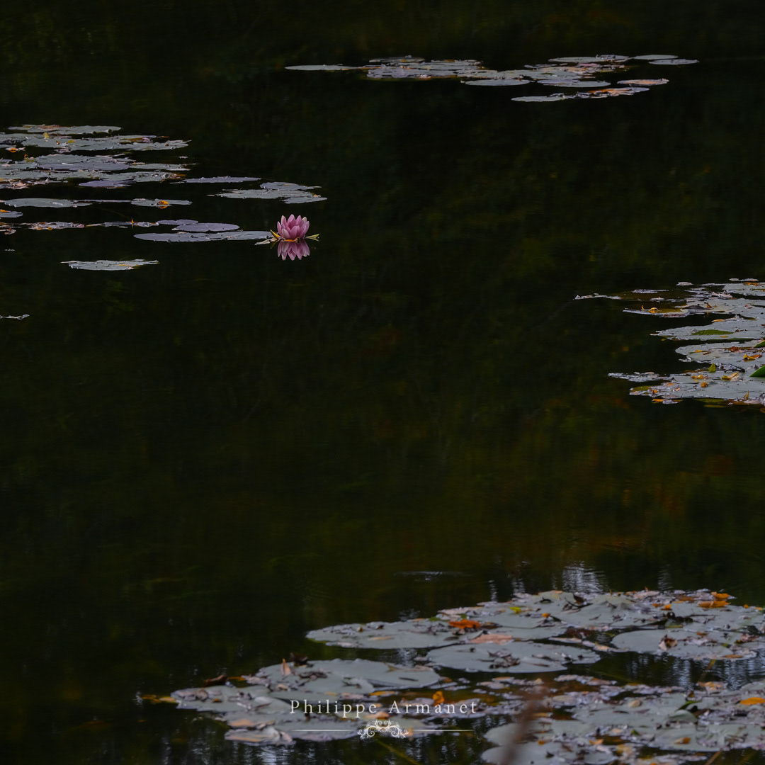 Photo d'art de nymphéa rose dans le jardin d'eau de Claude Monet