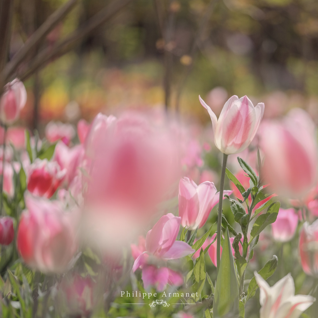 Photo d'art de fleurs dans le jardin de Claude Monnet à Giverny par Philippe Armanet