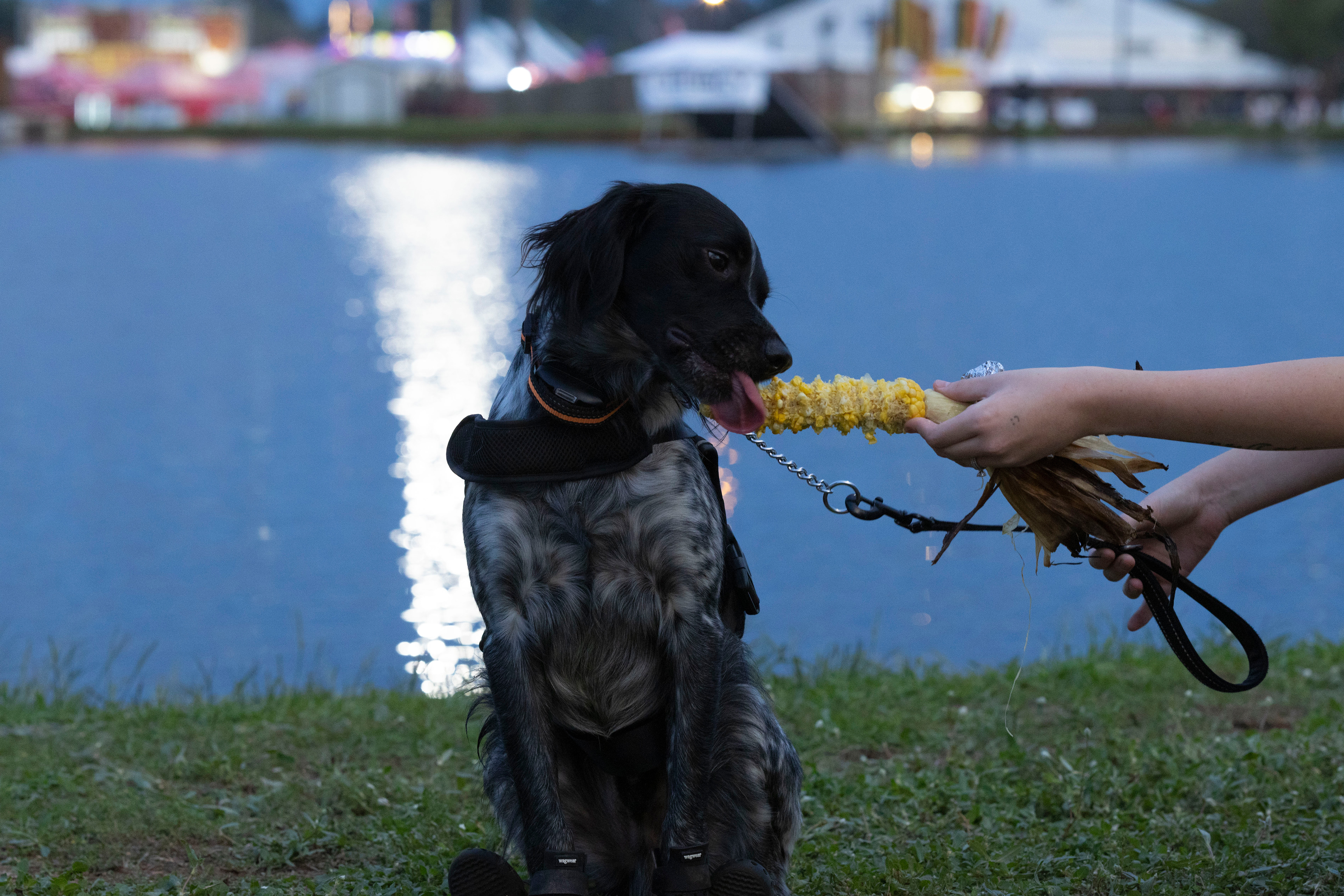 Bree Martin of Gray, Georgia feeds a piece of corn to her dog, Oak, at the Georgia National Fairgrounds and Agriculture Center on Oct. 5, 2024.