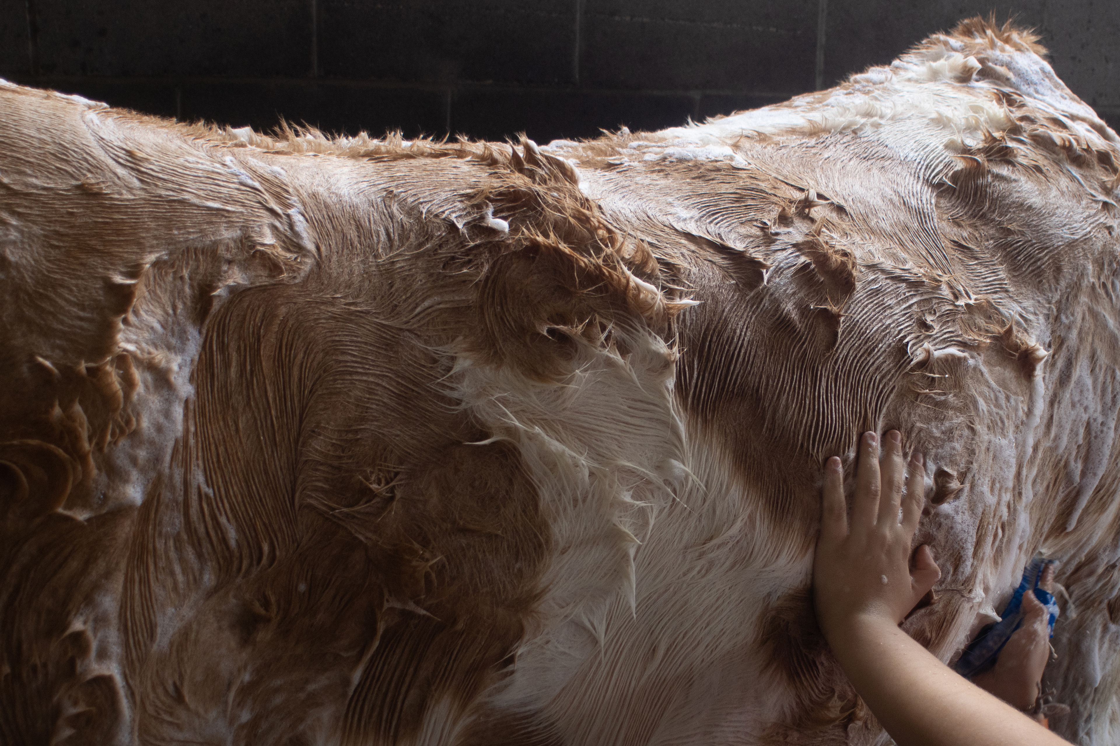 Hunter Aeschlimann of Perry, Georgia washes and grooms her cow, Apollo, at the Georgia National Fairgrounds and Agriculture Center on Oct. 5, 2024.