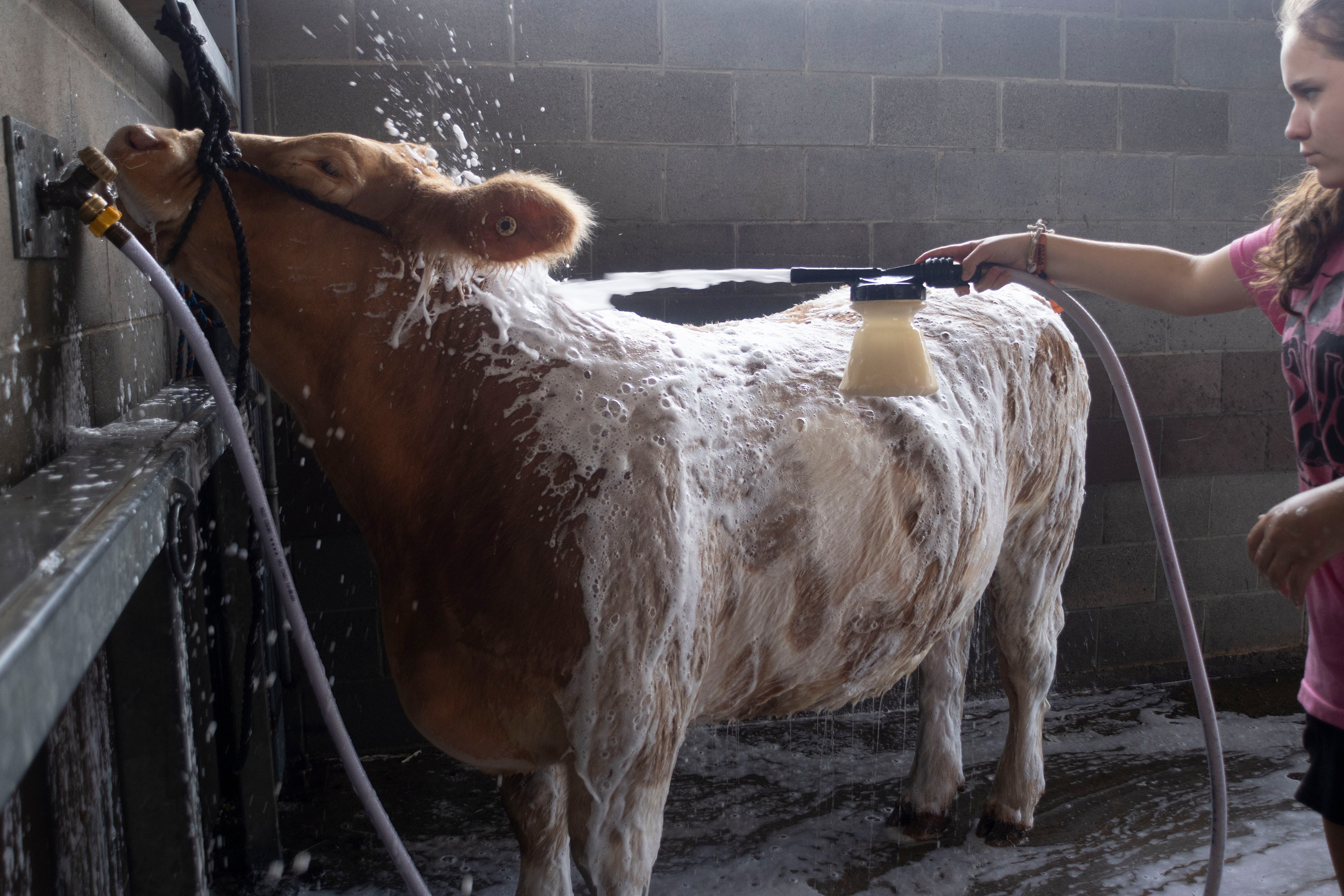Hunter Aeschlimann of Perry, Georgia washes and grooms her cow, Apollo, at the Georgia National Fairgrounds and Agriculture Center on Oct. 5, 2024. Aeschlimann has owned Apollo for almost a year, and he placed 7th in the 2nd ring of the Junior Beef Showmanship this year. 